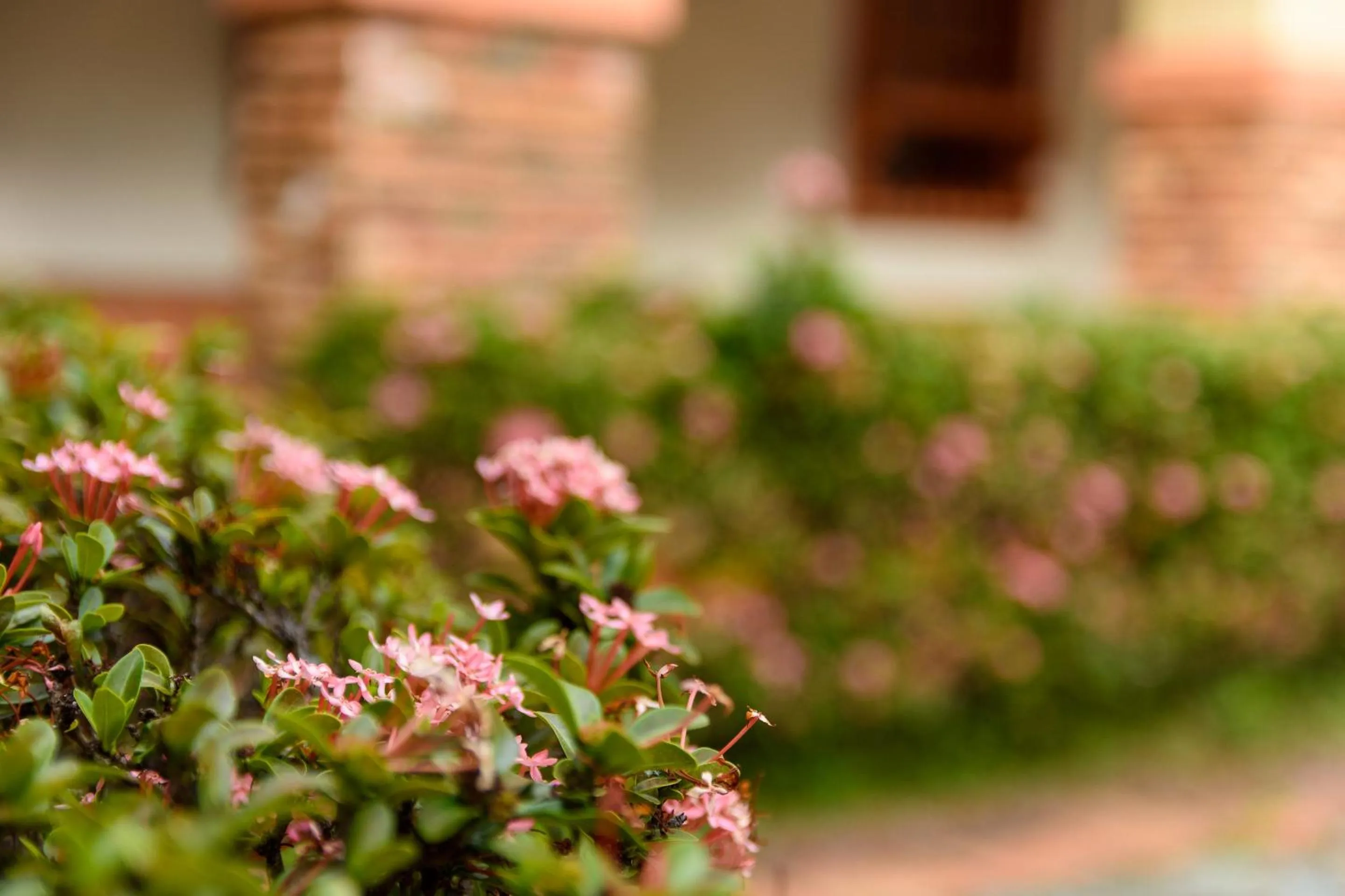 Garden in Finca Hotel Guadalupe