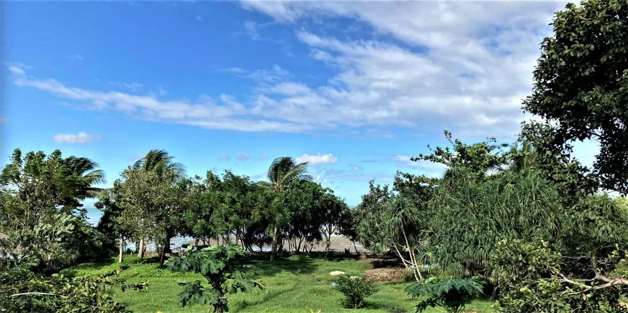 Garden in The Lazy Tiki