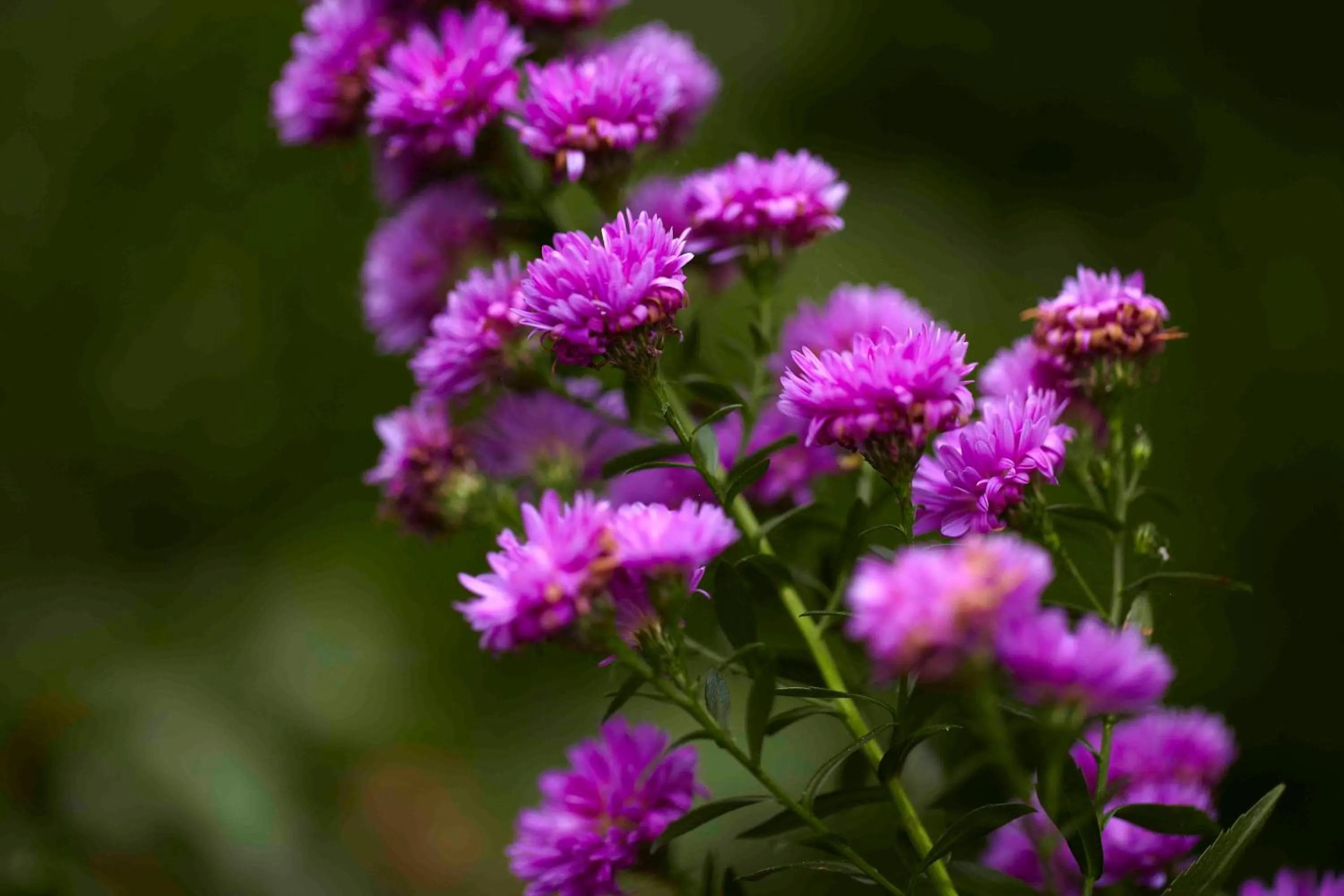 Garden in Hotel Calitxo