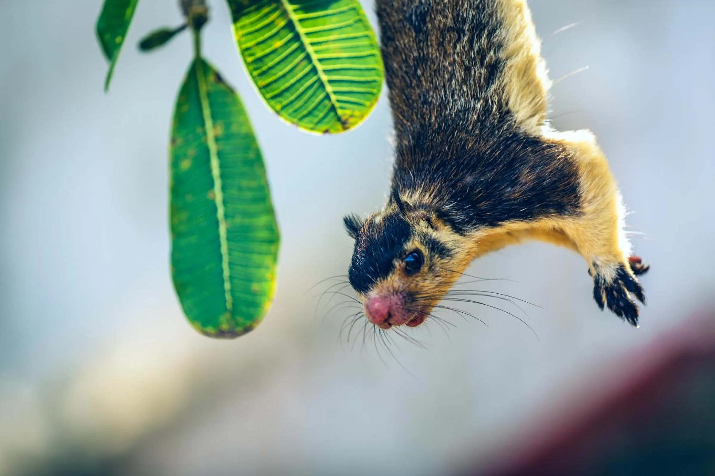Animals in The Palace by Ocean