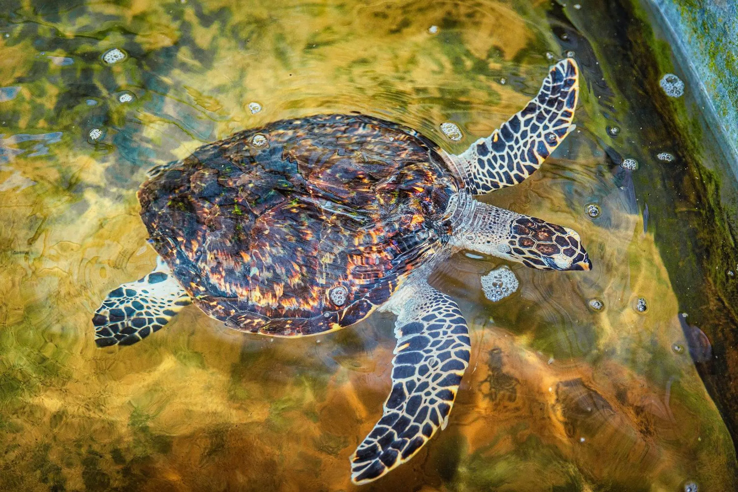 Activities in The Palace by Ocean