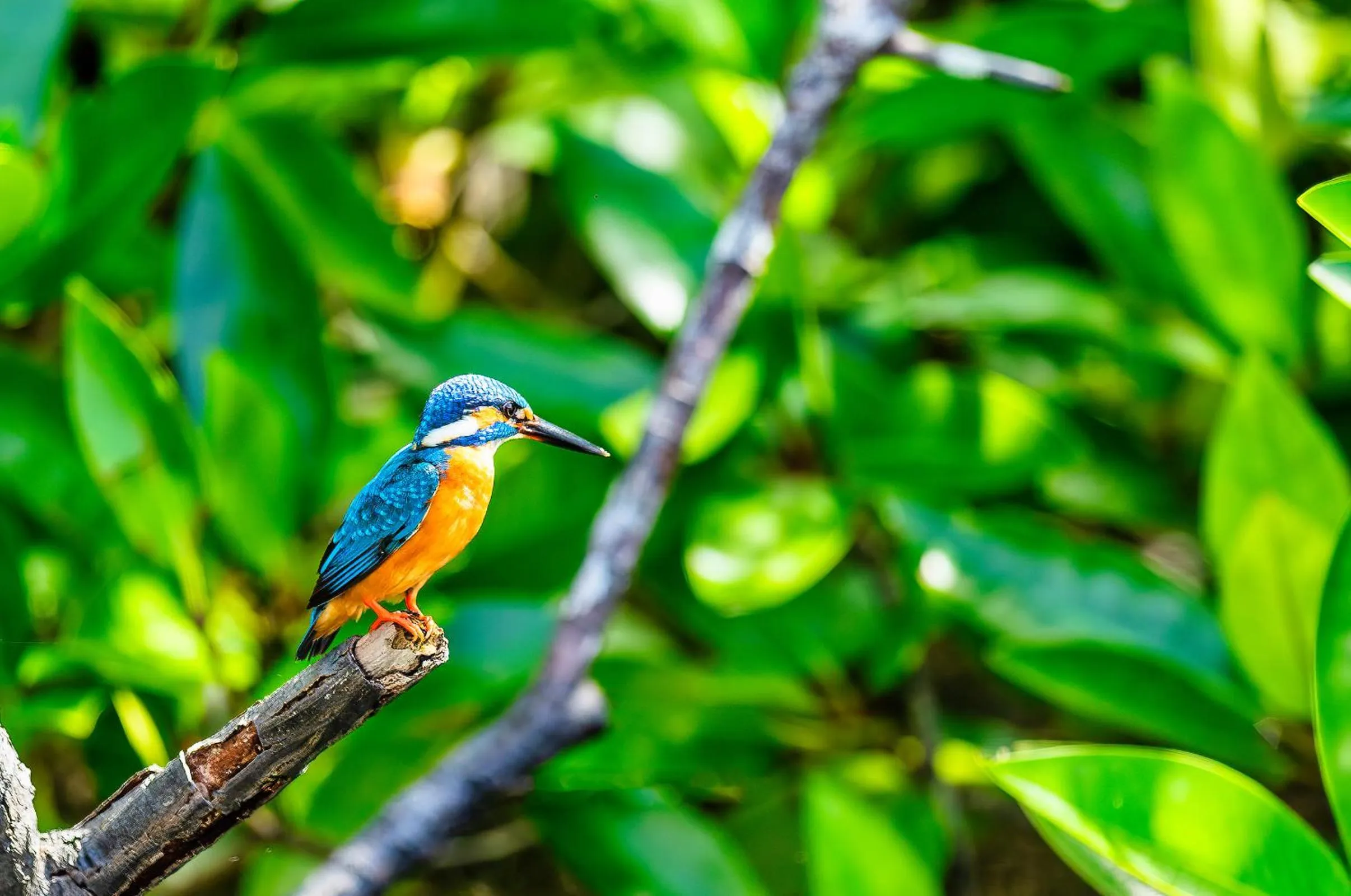 Animals in The Palace by Ocean