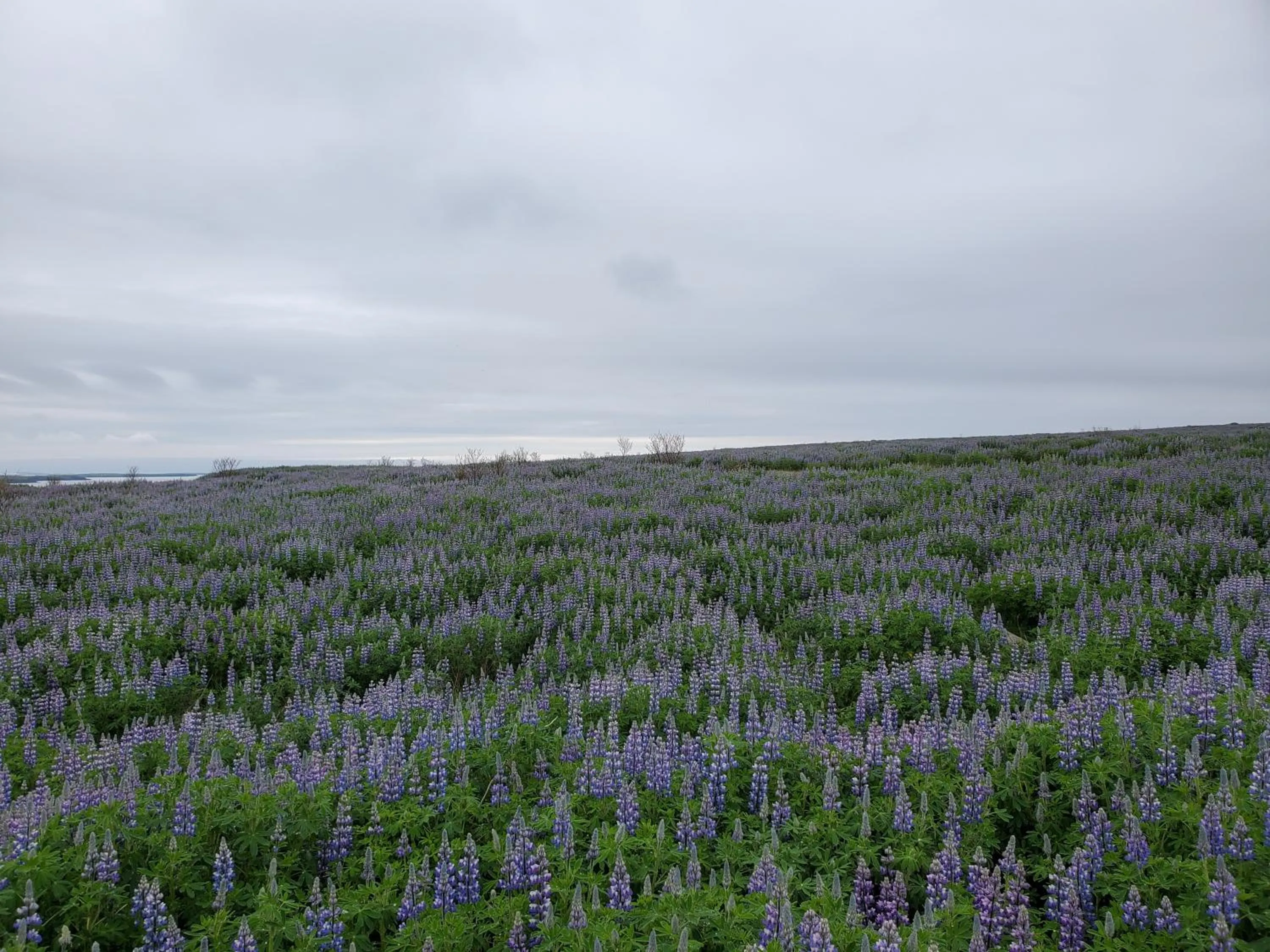 Spring in Víðines Guesthouse