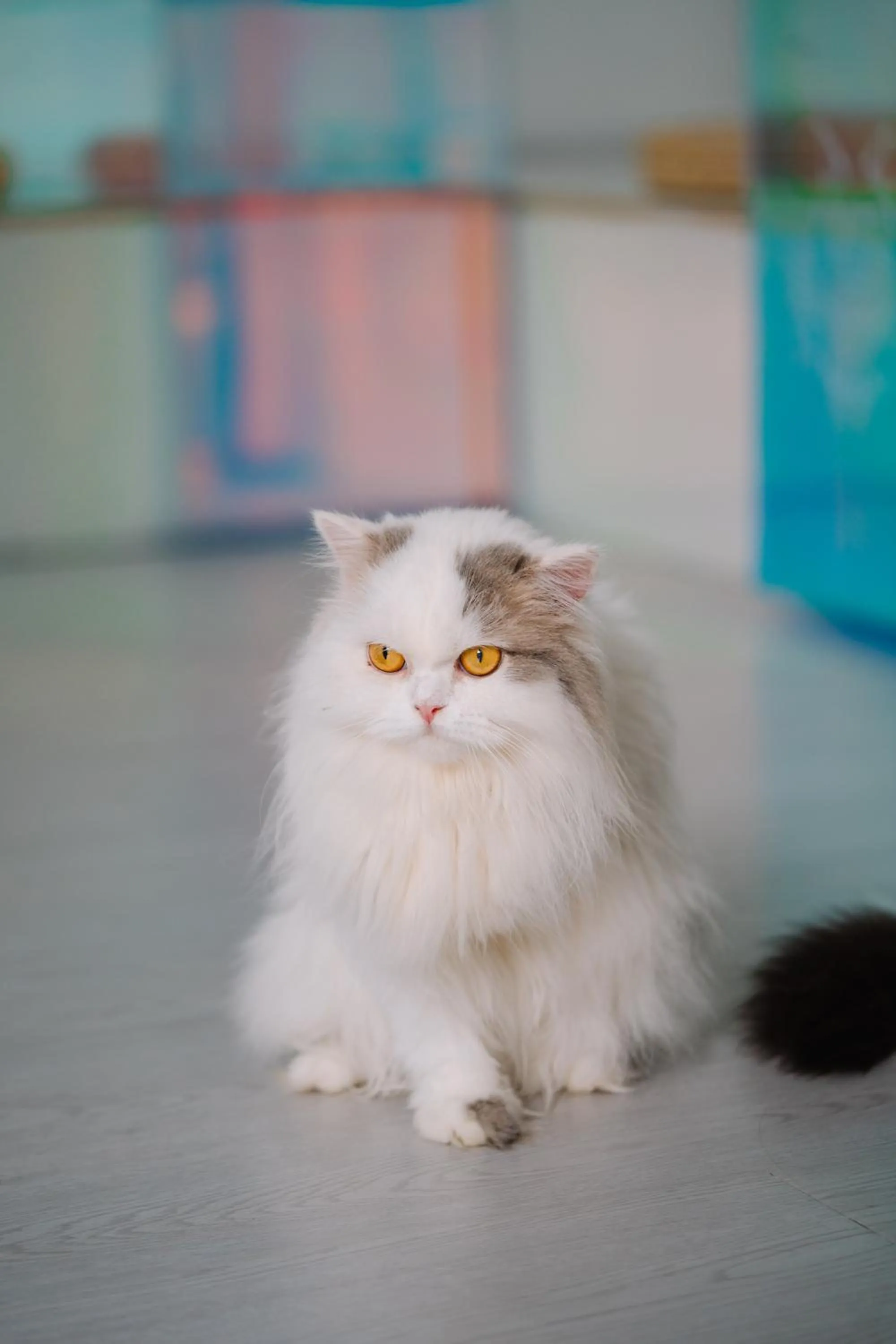 Pets in Meow Cat Cafe & Hotel