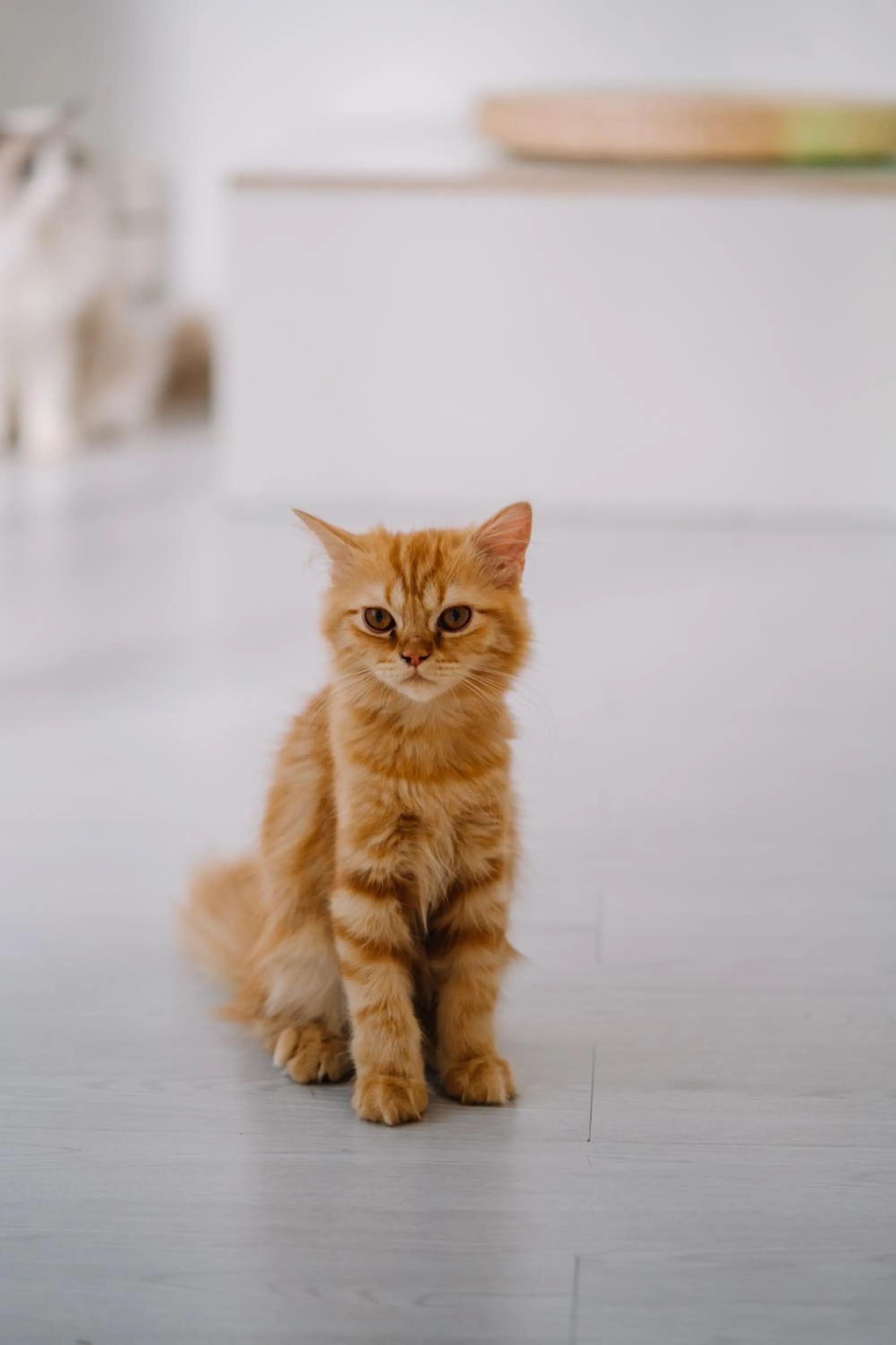 Pets in Meow Cat Cafe & Hotel