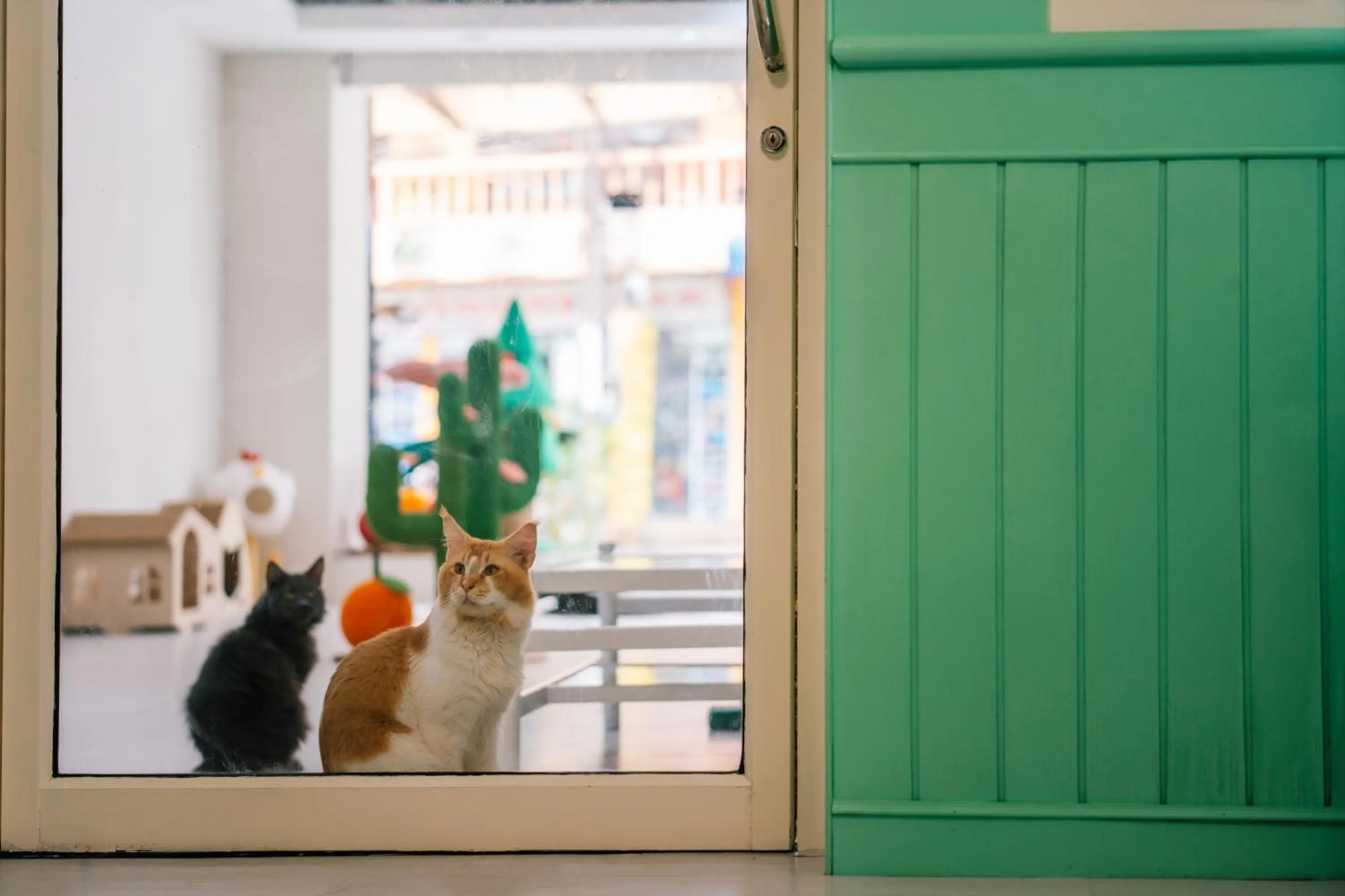 Pets in Catnip Seaside Hotel&Cafe