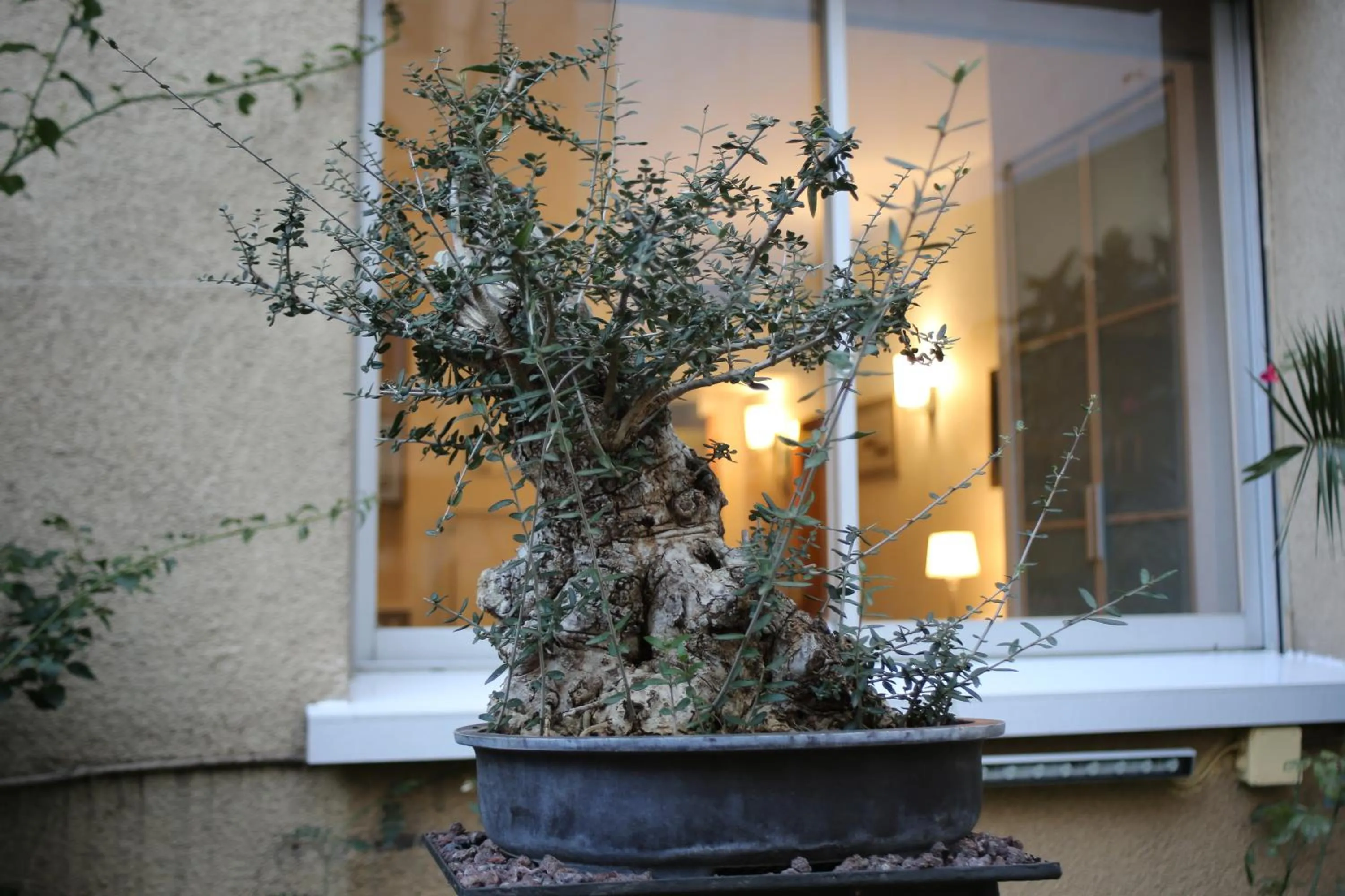 Garden in Aparthotel Silver