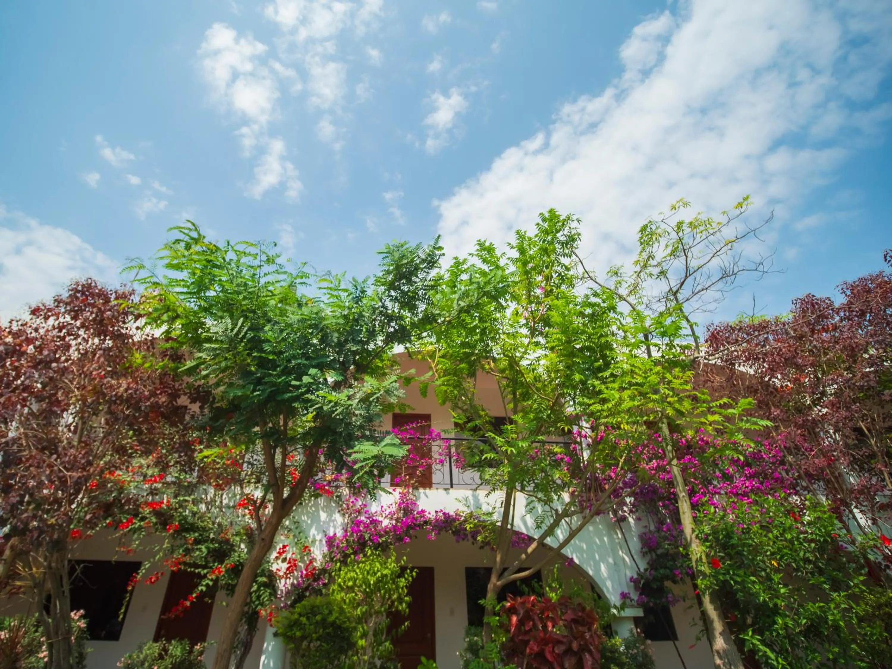 Balcony/Terrace in Casa Hotel Mamaluna