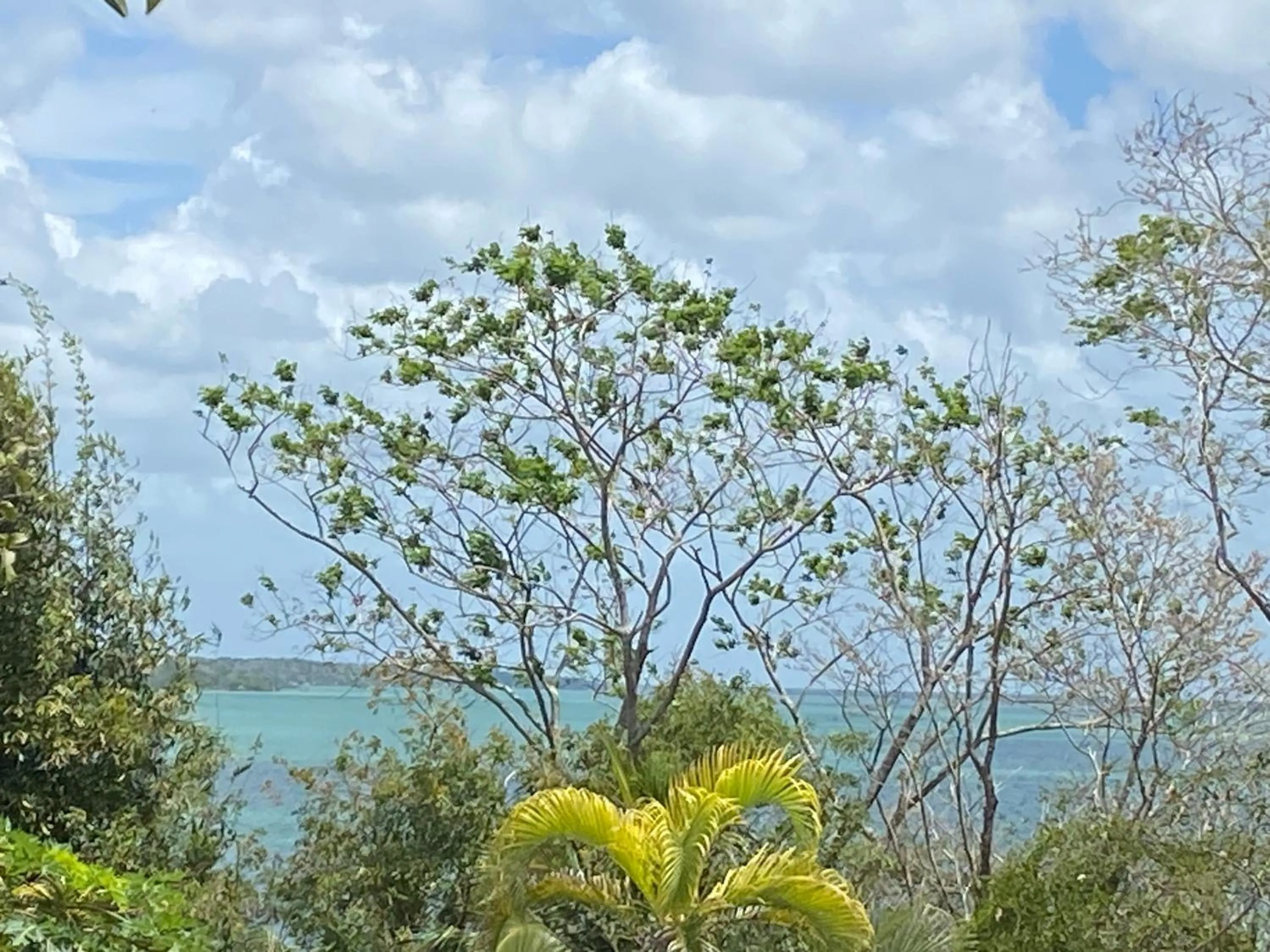 View (from property/room) in Maison Bacalar