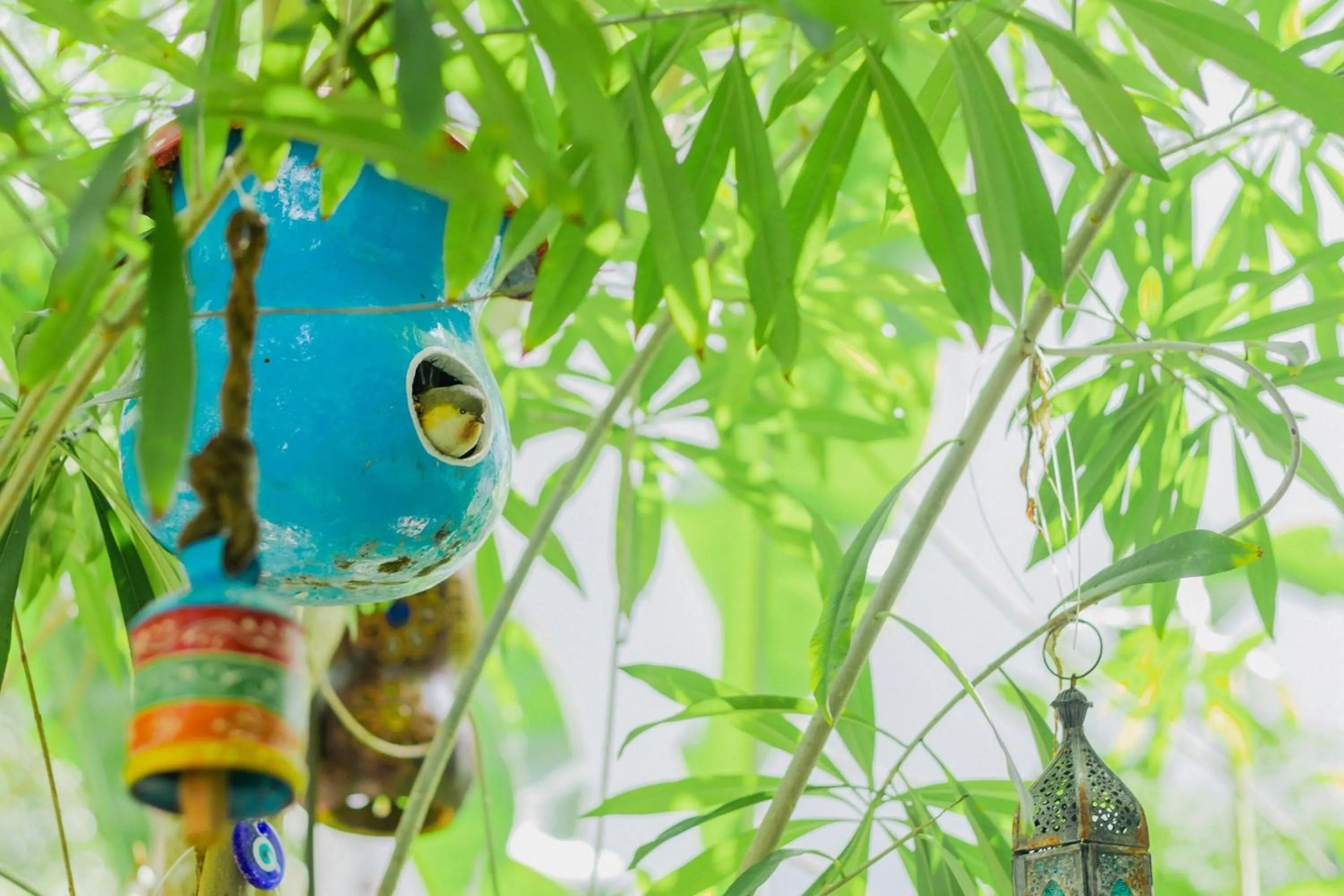 Garden in Maison Bacalar