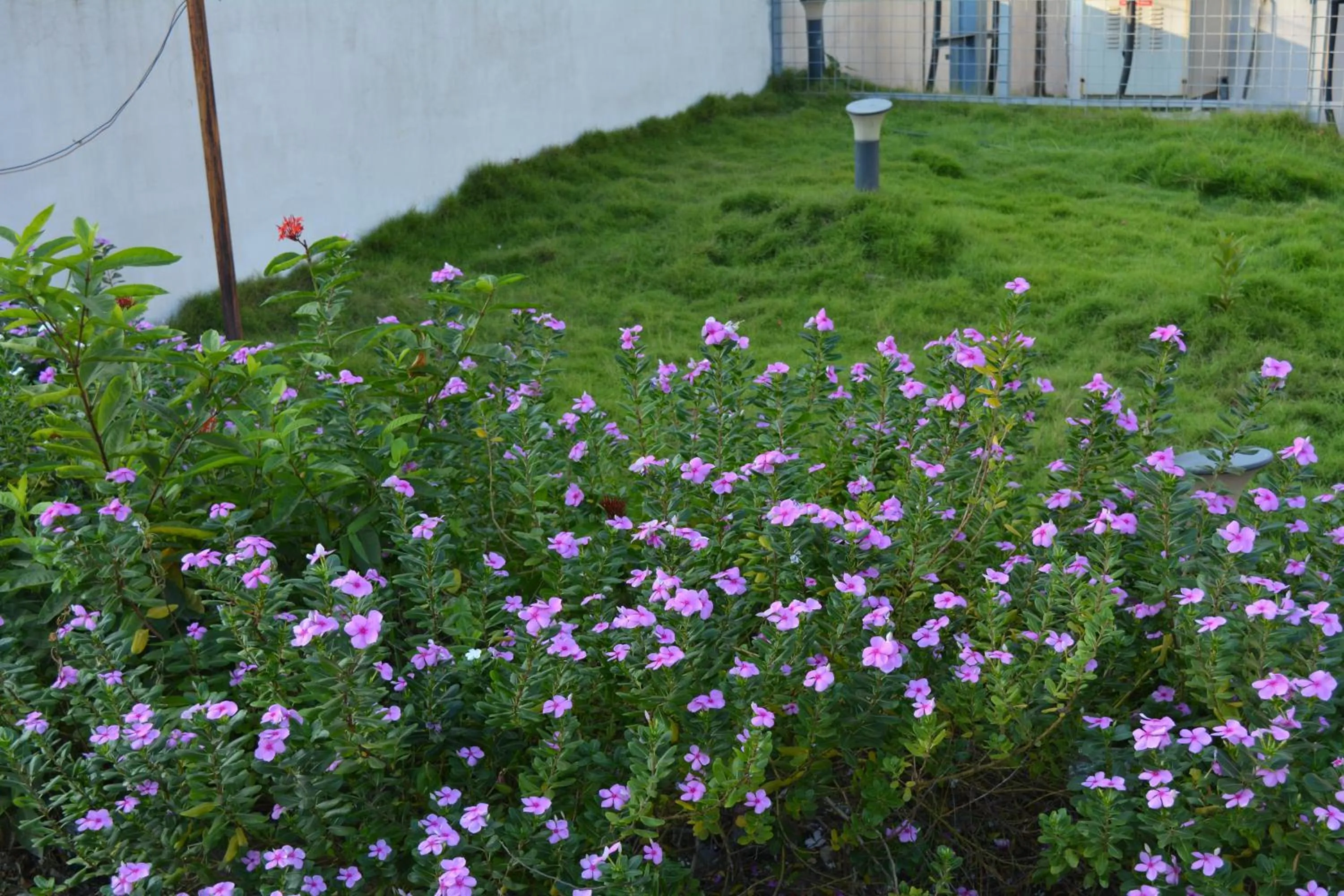 Garden in Hotel Ambicas Grand