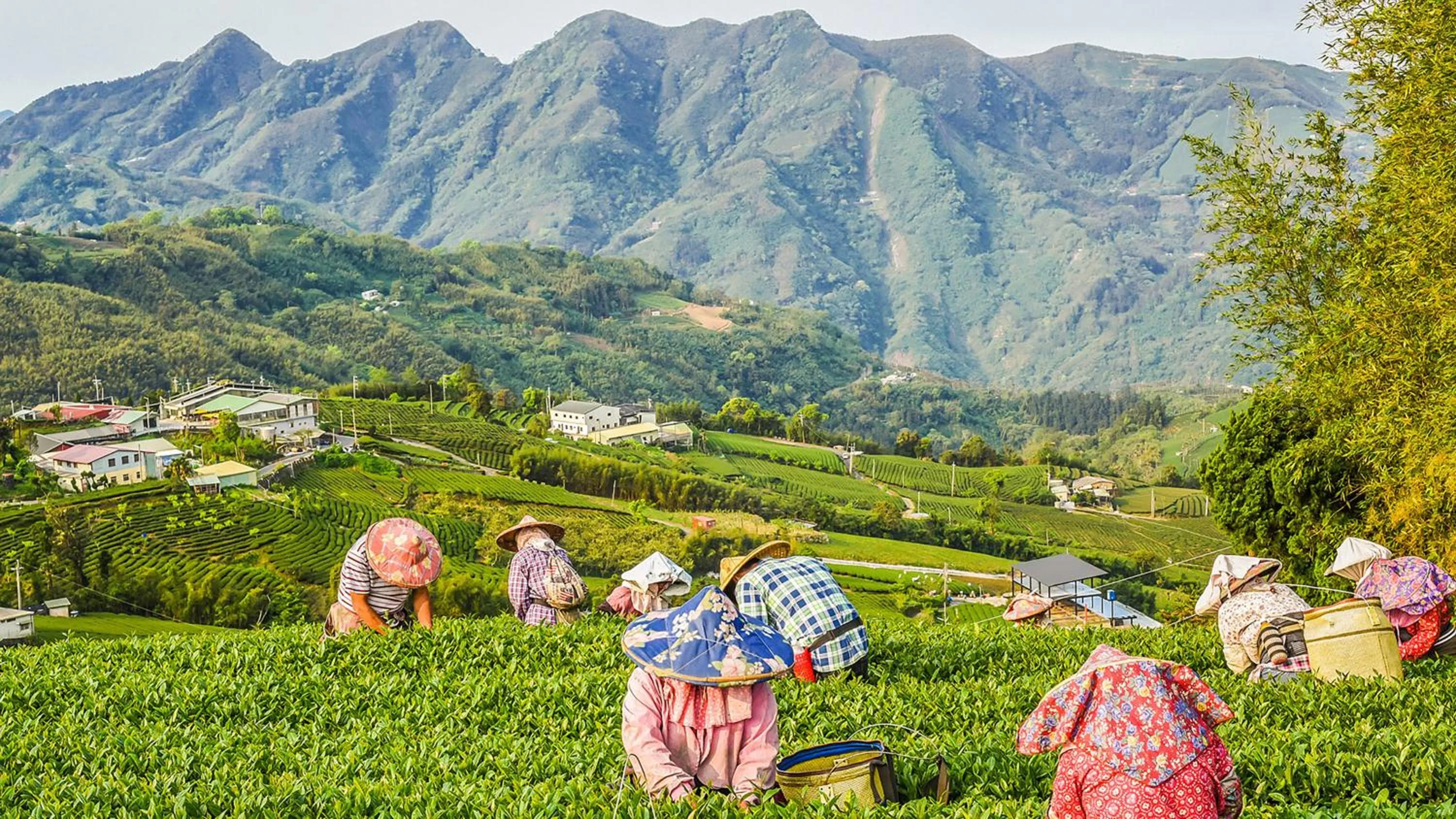 Nearby landmark in Hotel Indigo Alishan by IHG