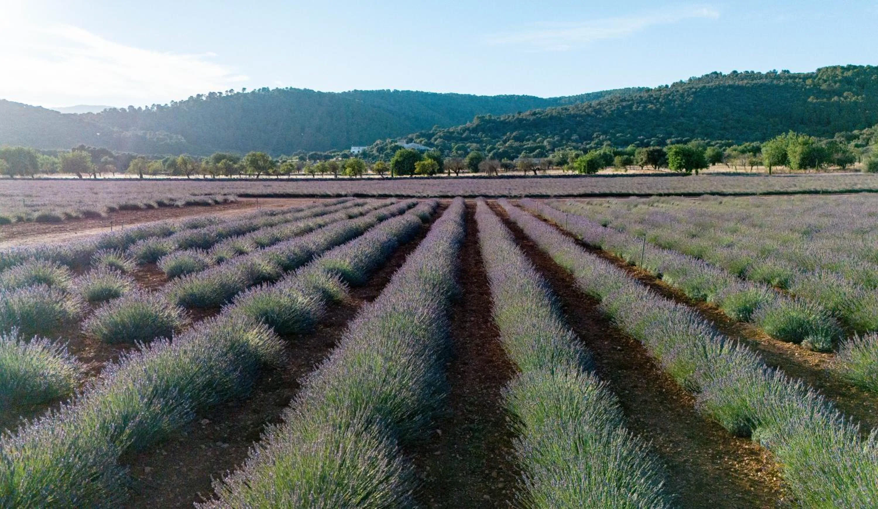 Natural landscape in The Lodge Mallorca, Small Luxury Hotels