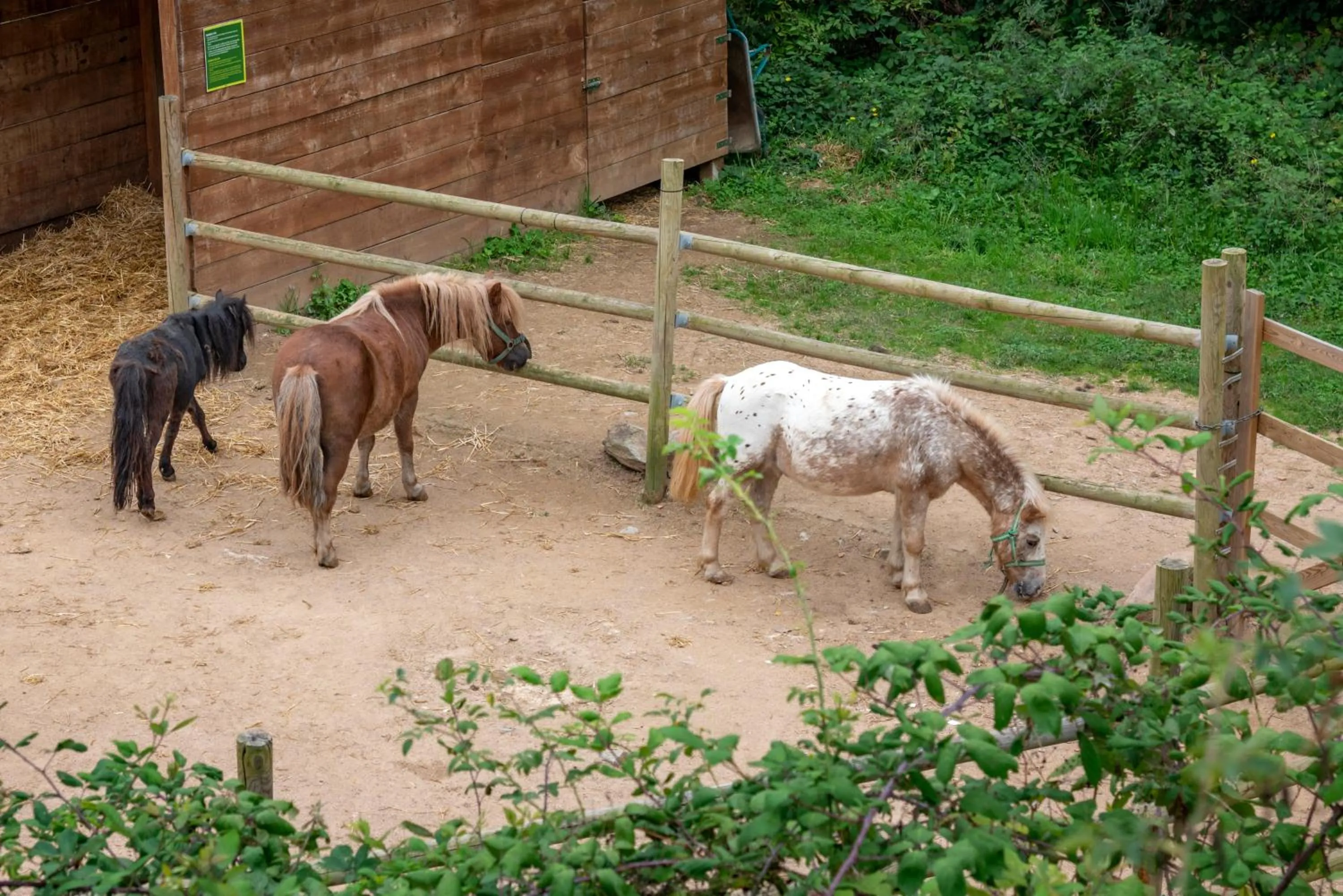 Garden in Vilar Rural De Sant Hilari Sacalm by Serhs Hotels