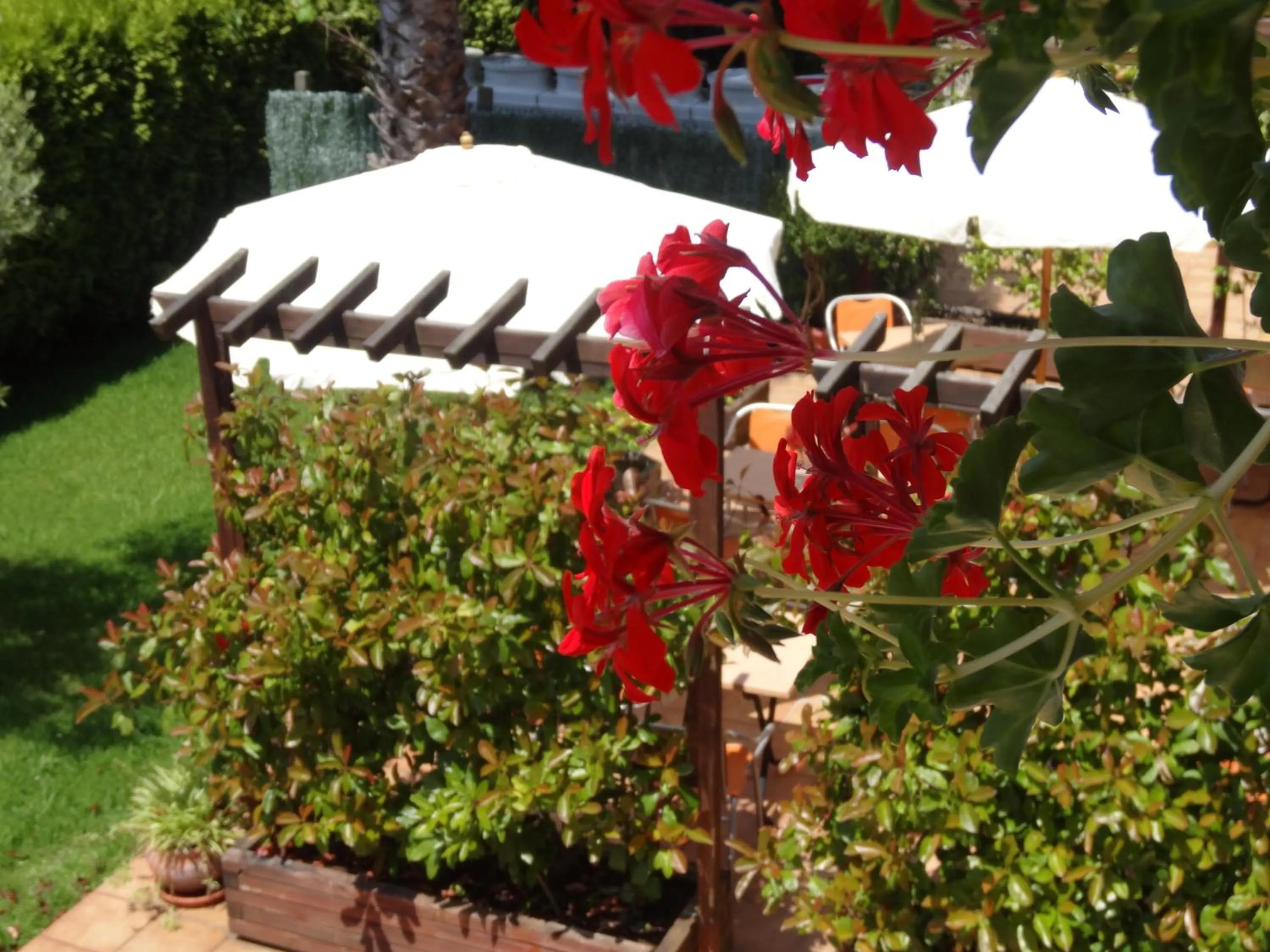 Garden in Hotel El Pescador