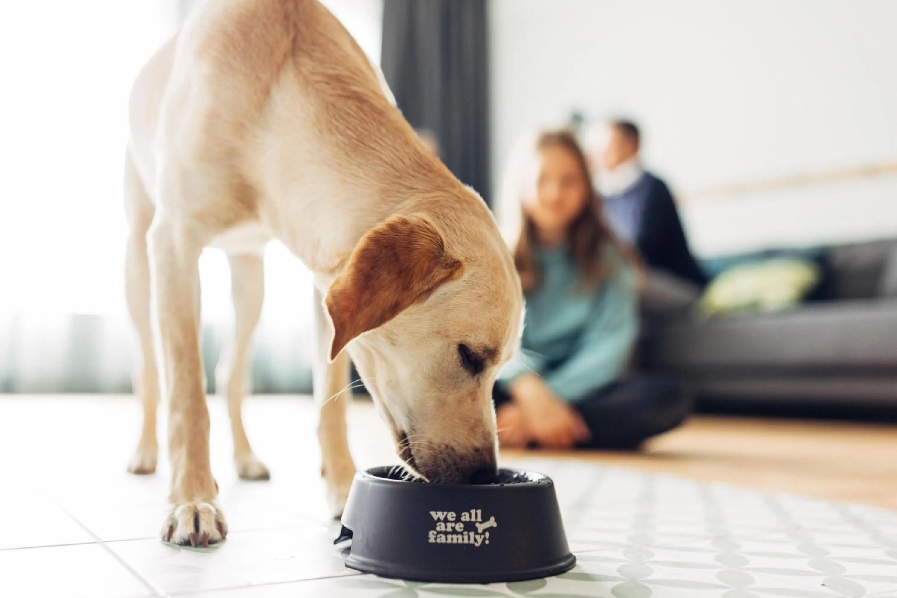 Pets in harry's home Villach hotel & apartments