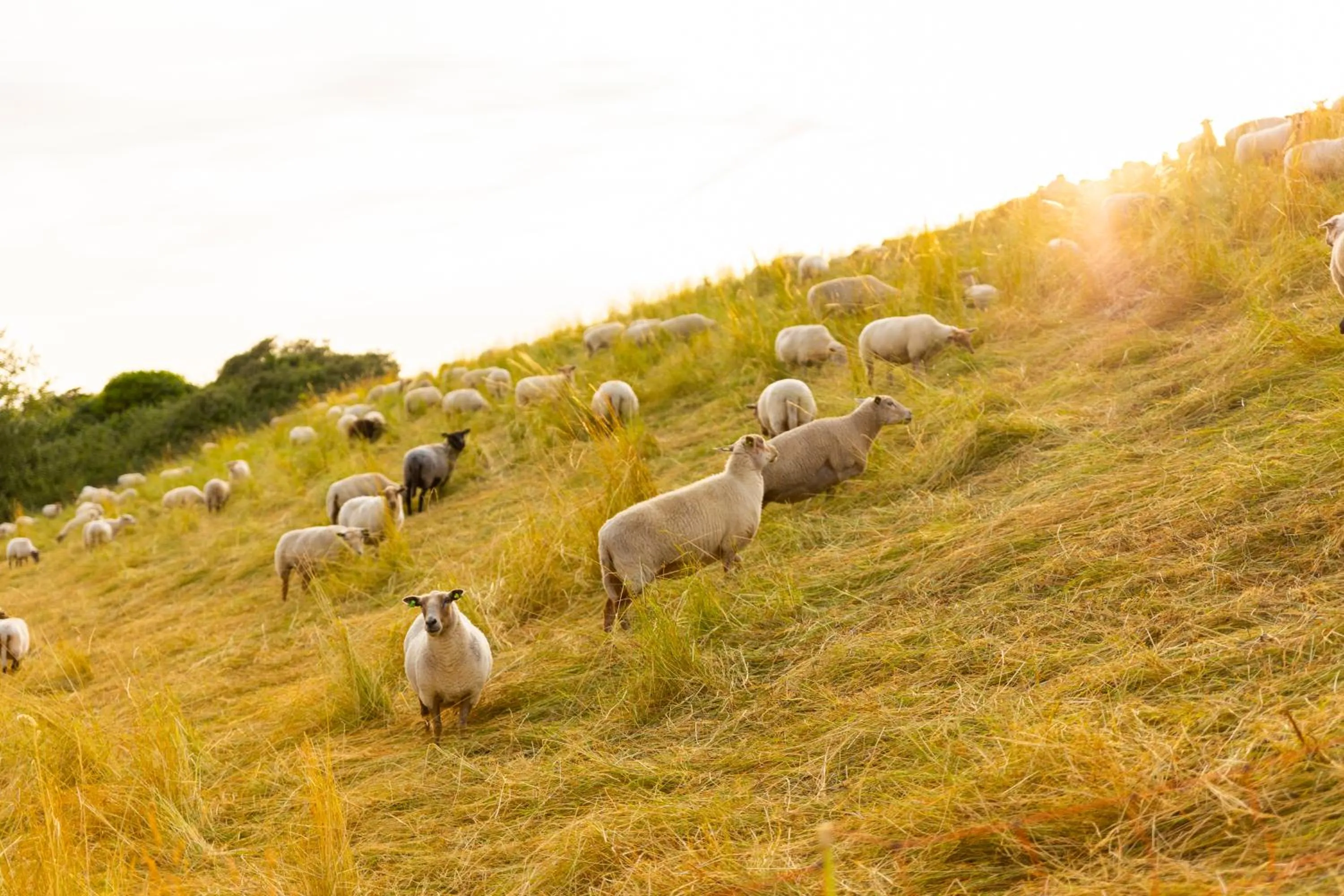 Beach in Dormio Resort Nieuwvliet-Bad