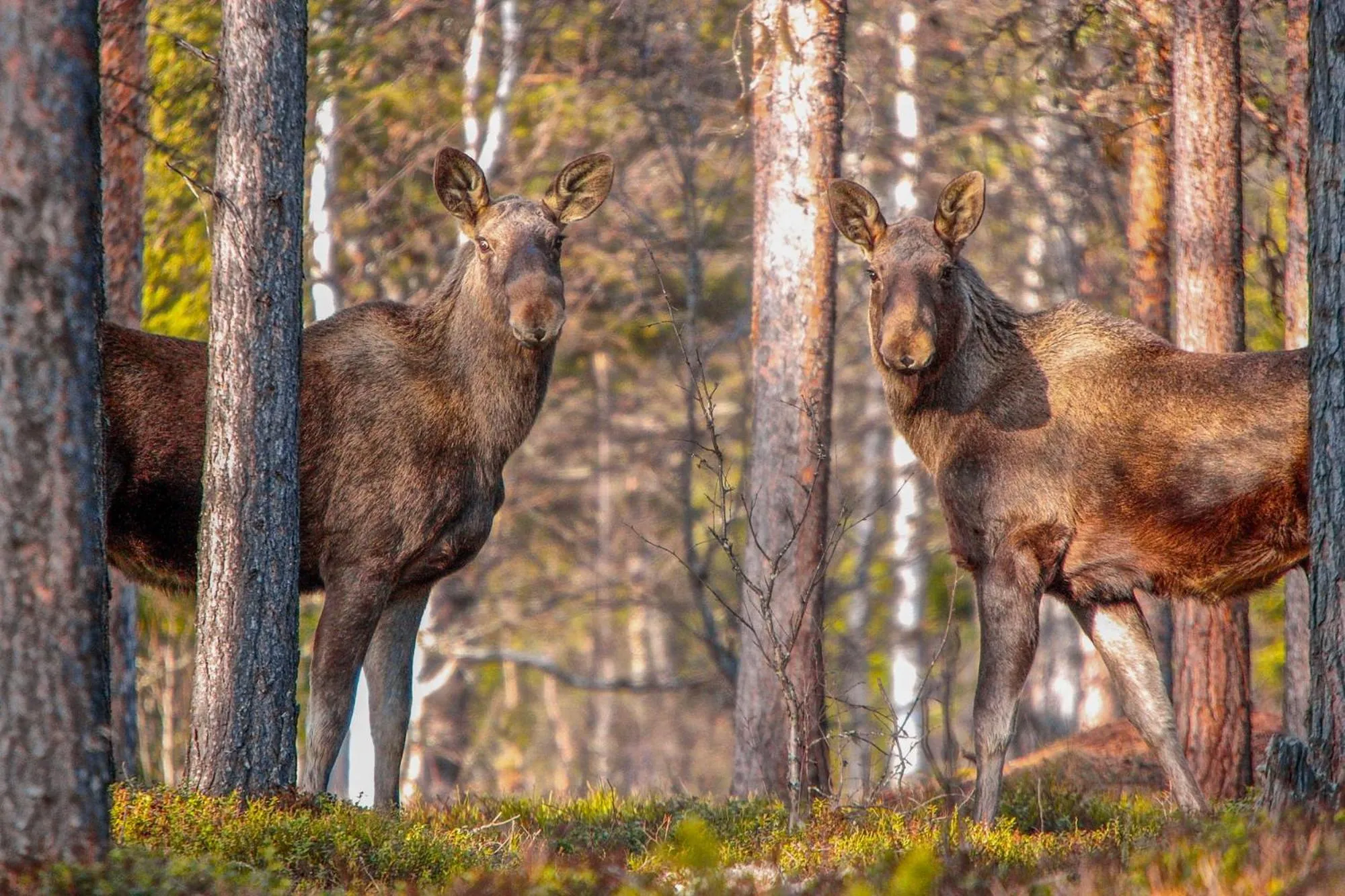 Animals in Skåbu Fjellhotell