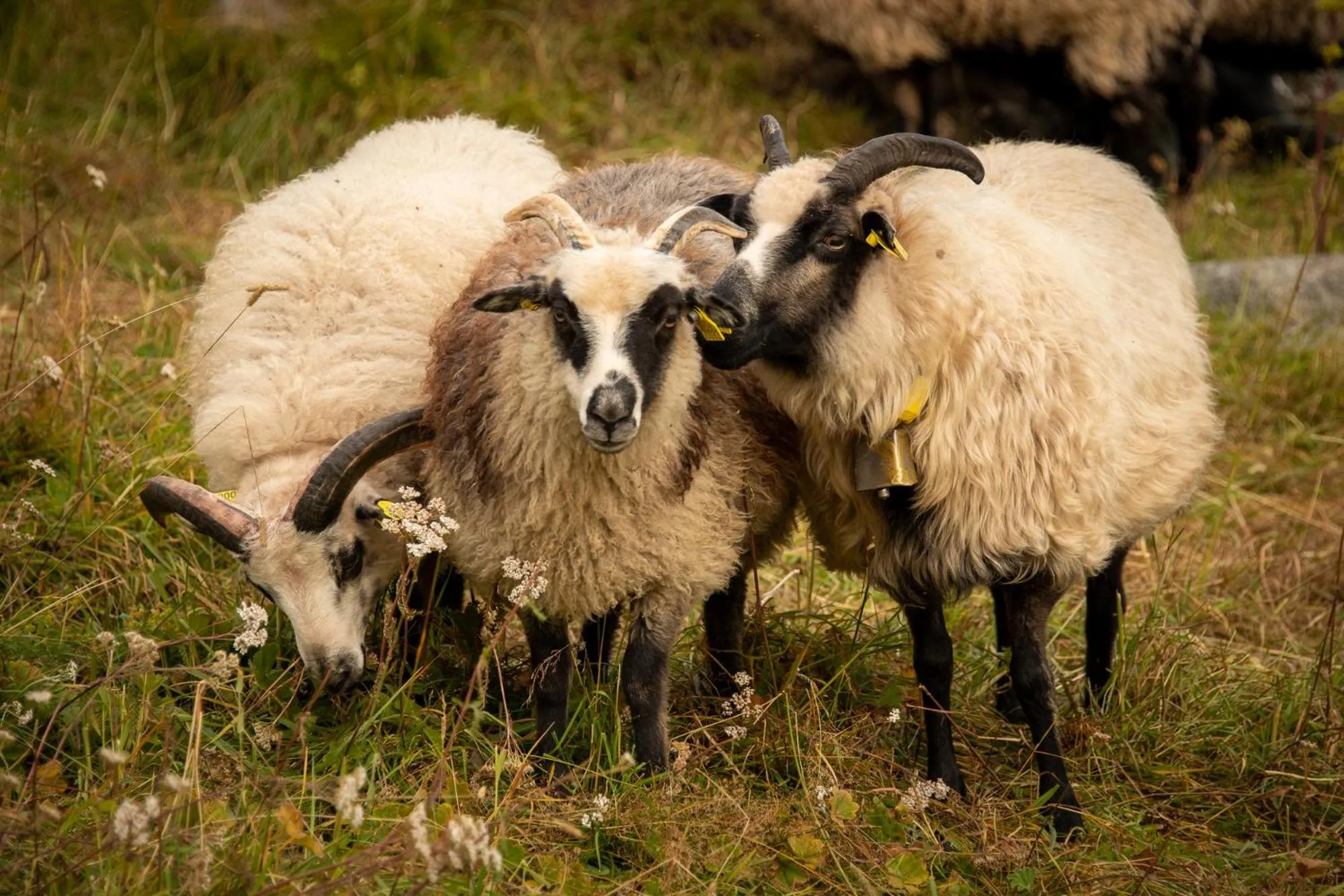 Animals in Skåbu Fjellhotell