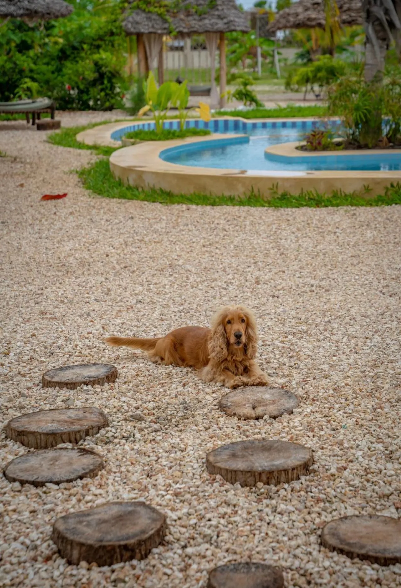 Pets in Haber Hotel & SPA