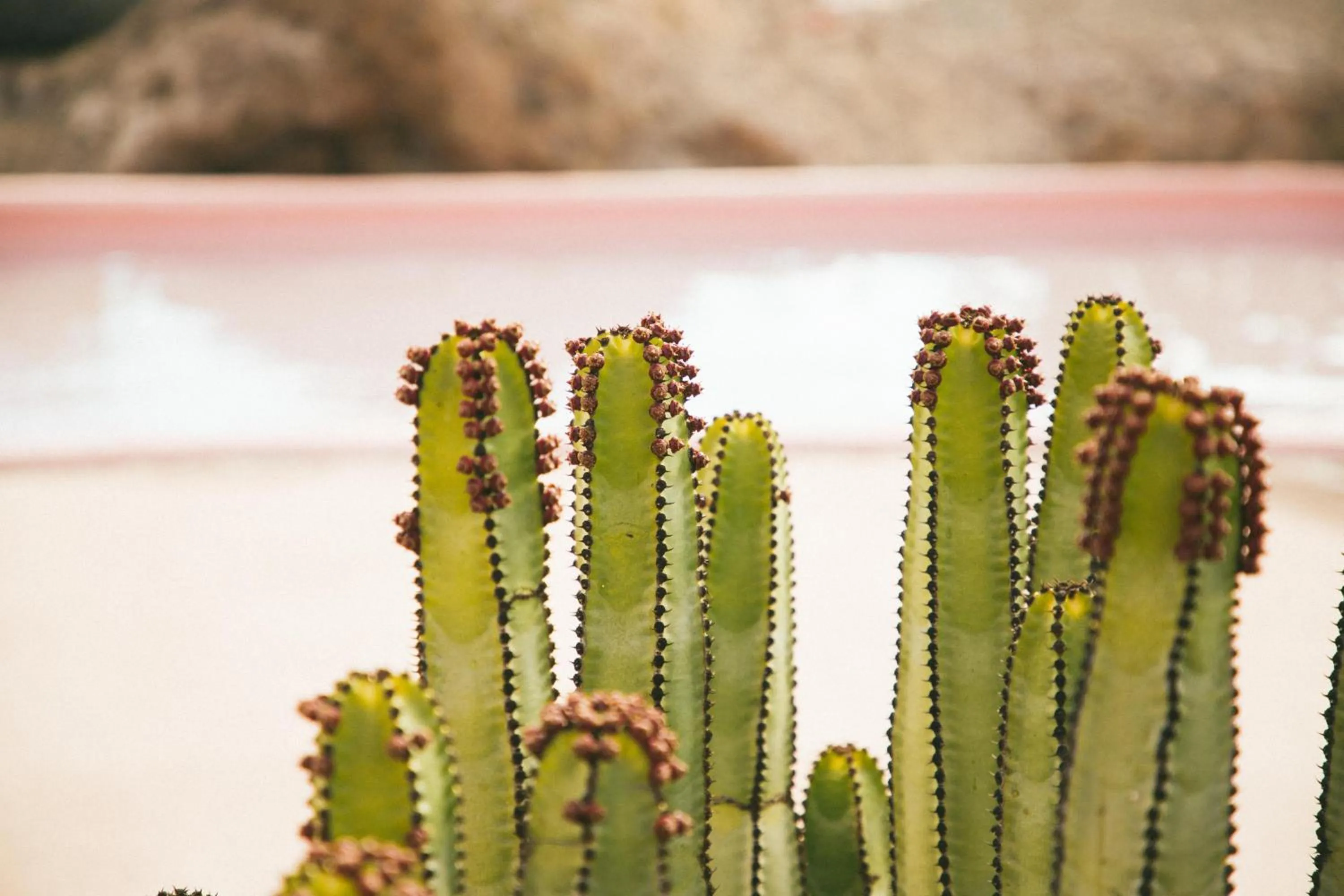 Garden in Salobre Hotel Resort & Serenity