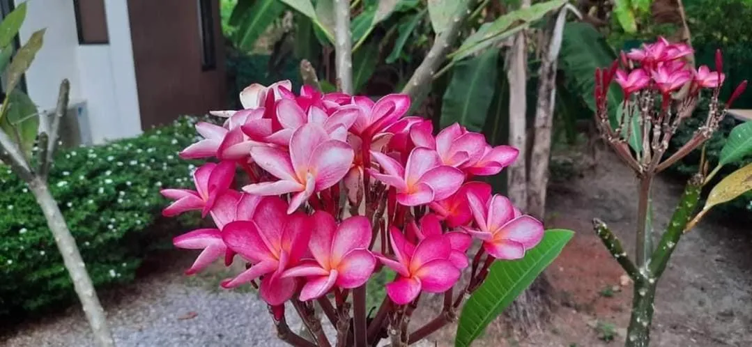 KOHMOOK THE SUN GREAT RESORT