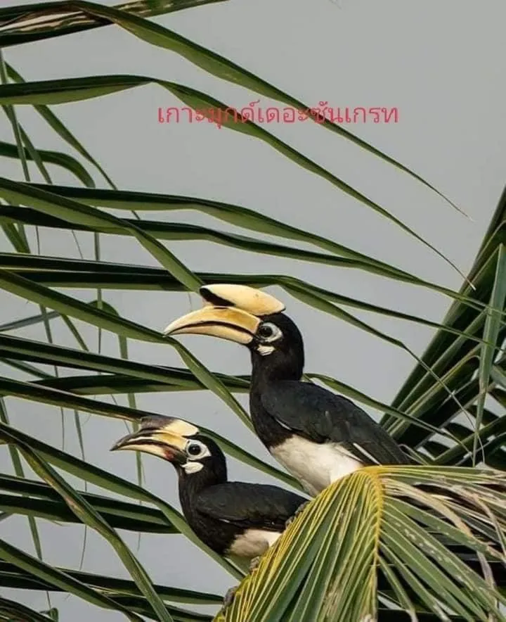 KOHMOOK THE SUN GREAT RESORT