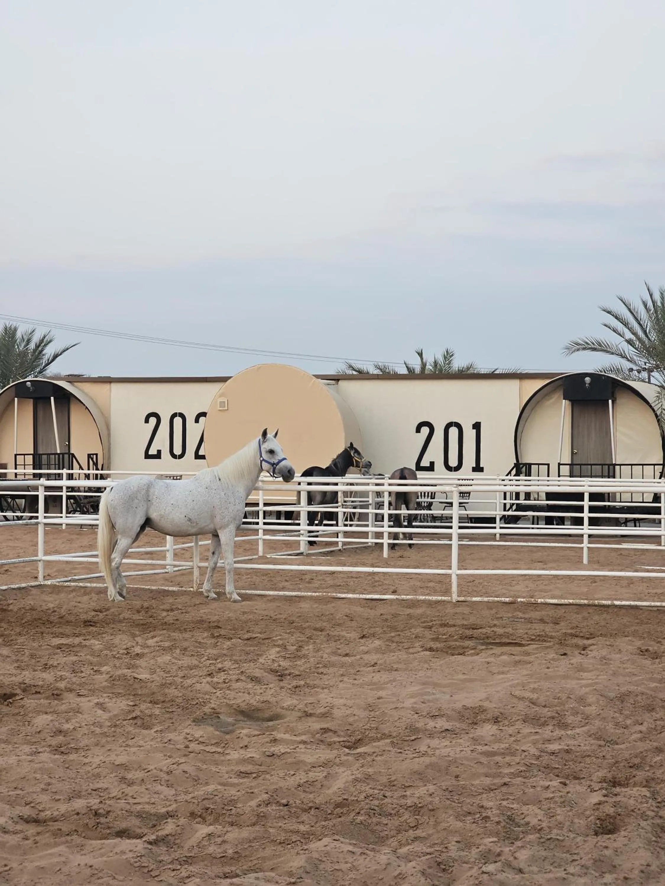 Horse-riding in Nirvana Retreat By Patanjali Wellness Initiative