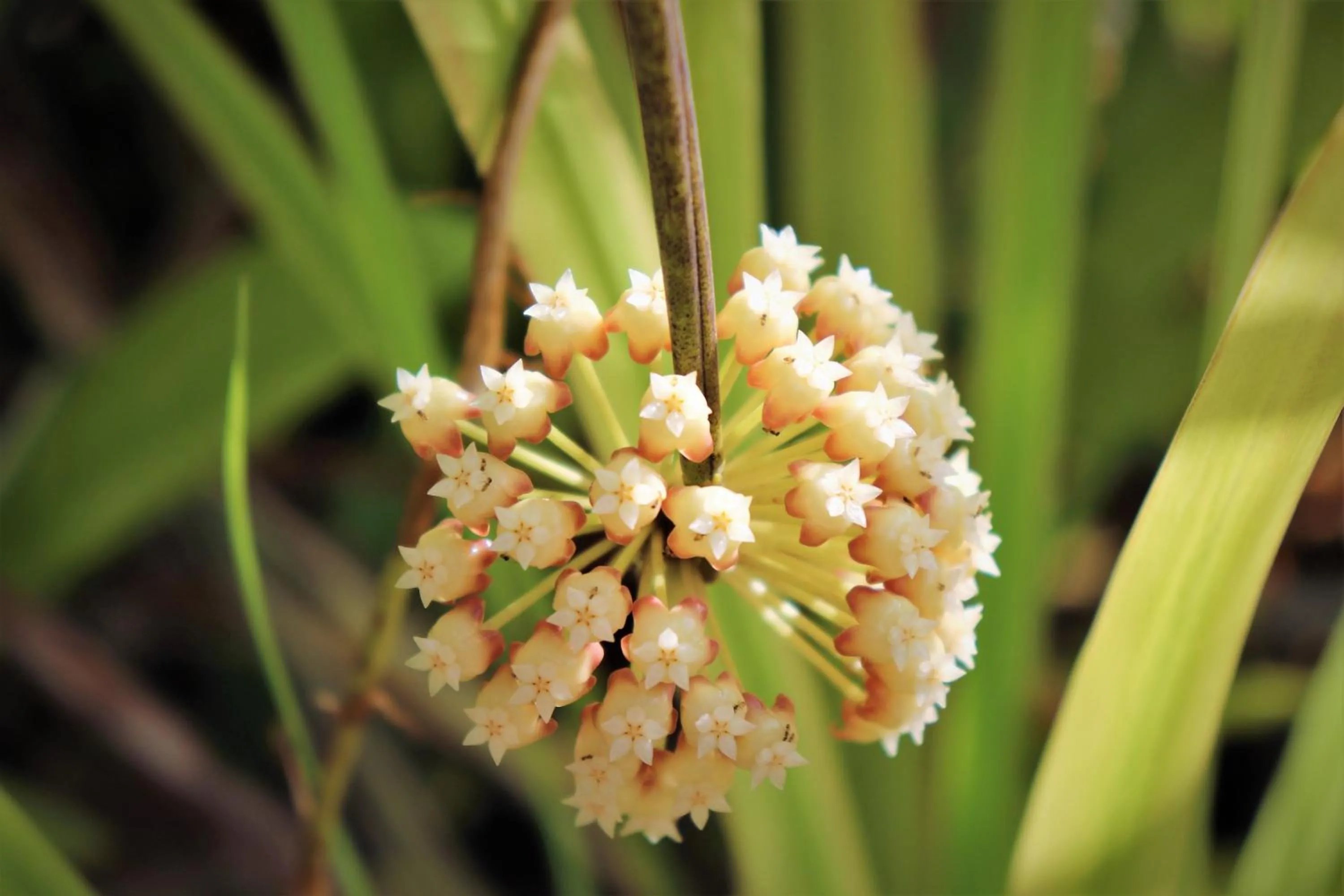 Garden in Island View Beachfront Resort