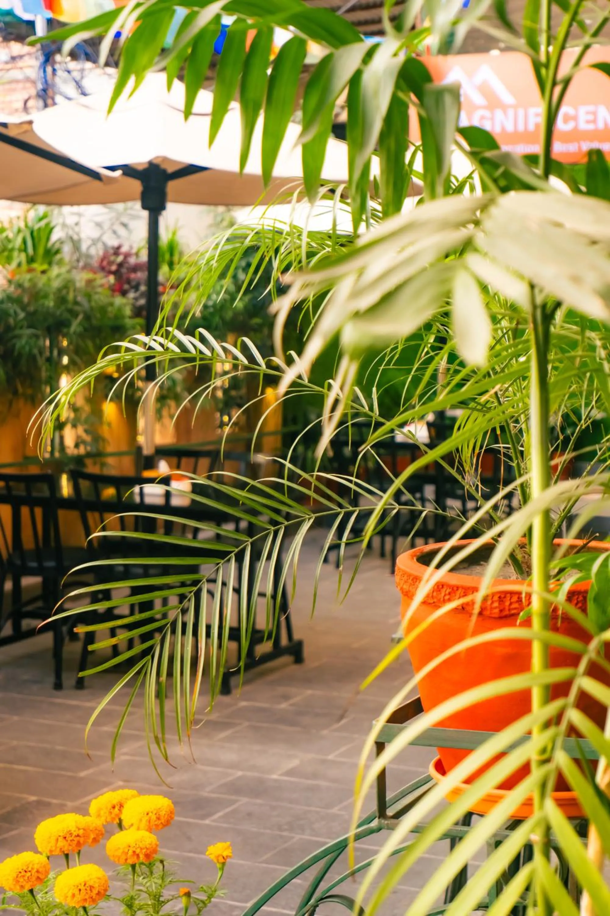 Garden in Magnificent Hotel