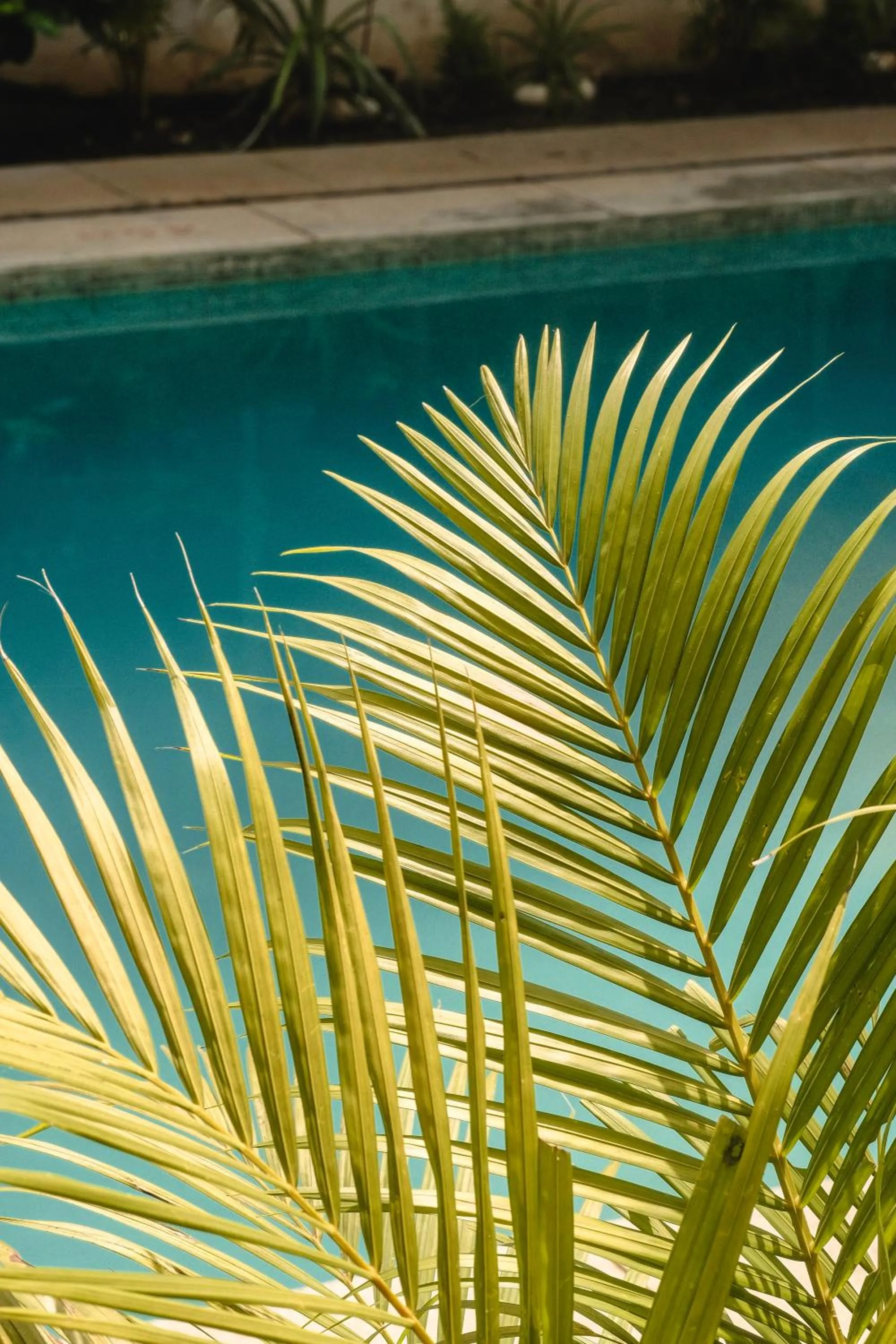 Pool view in The Verda De Miranda Resort Morjim North Goa