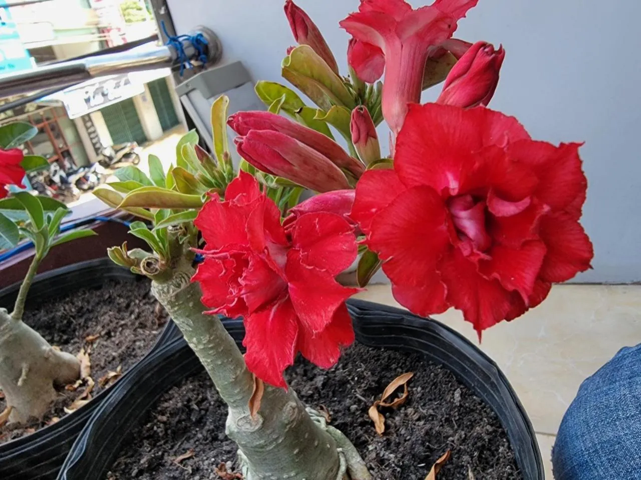 Balcony/Terrace in Thiên Nga Hotel
