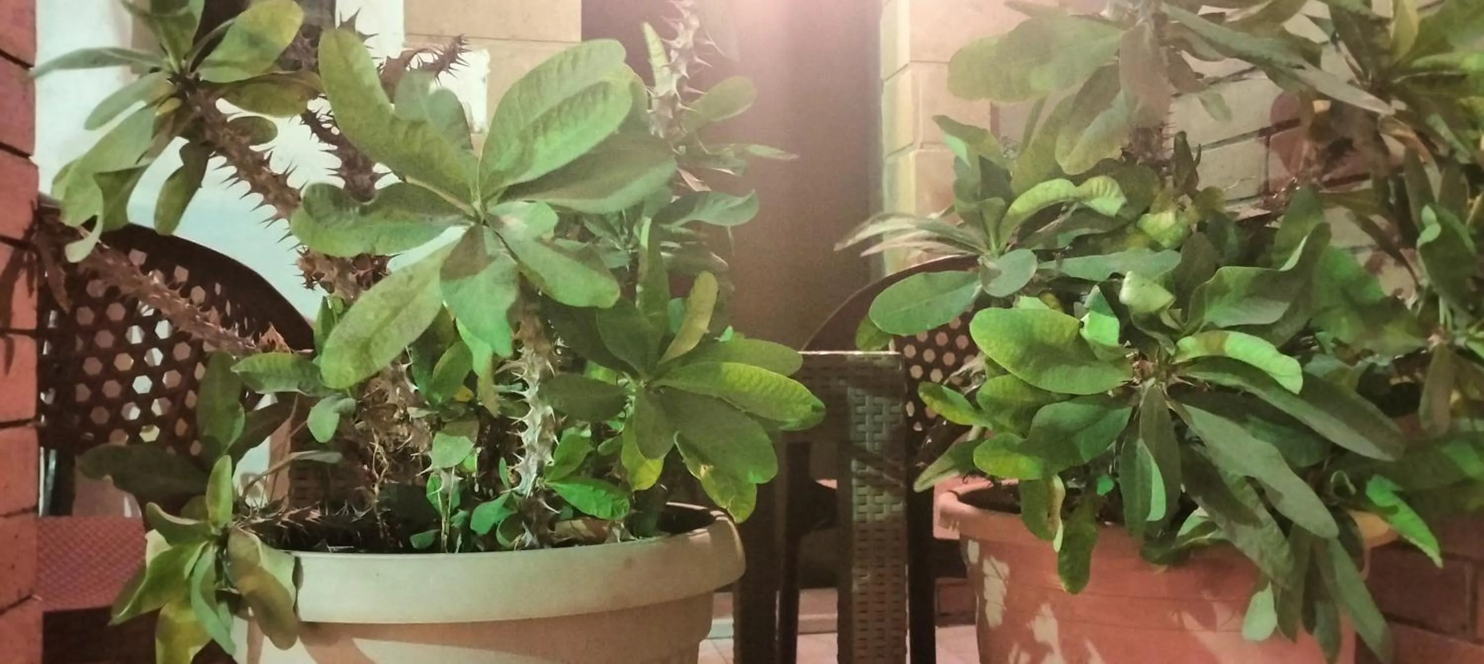 Garden in Zeina pyramids view