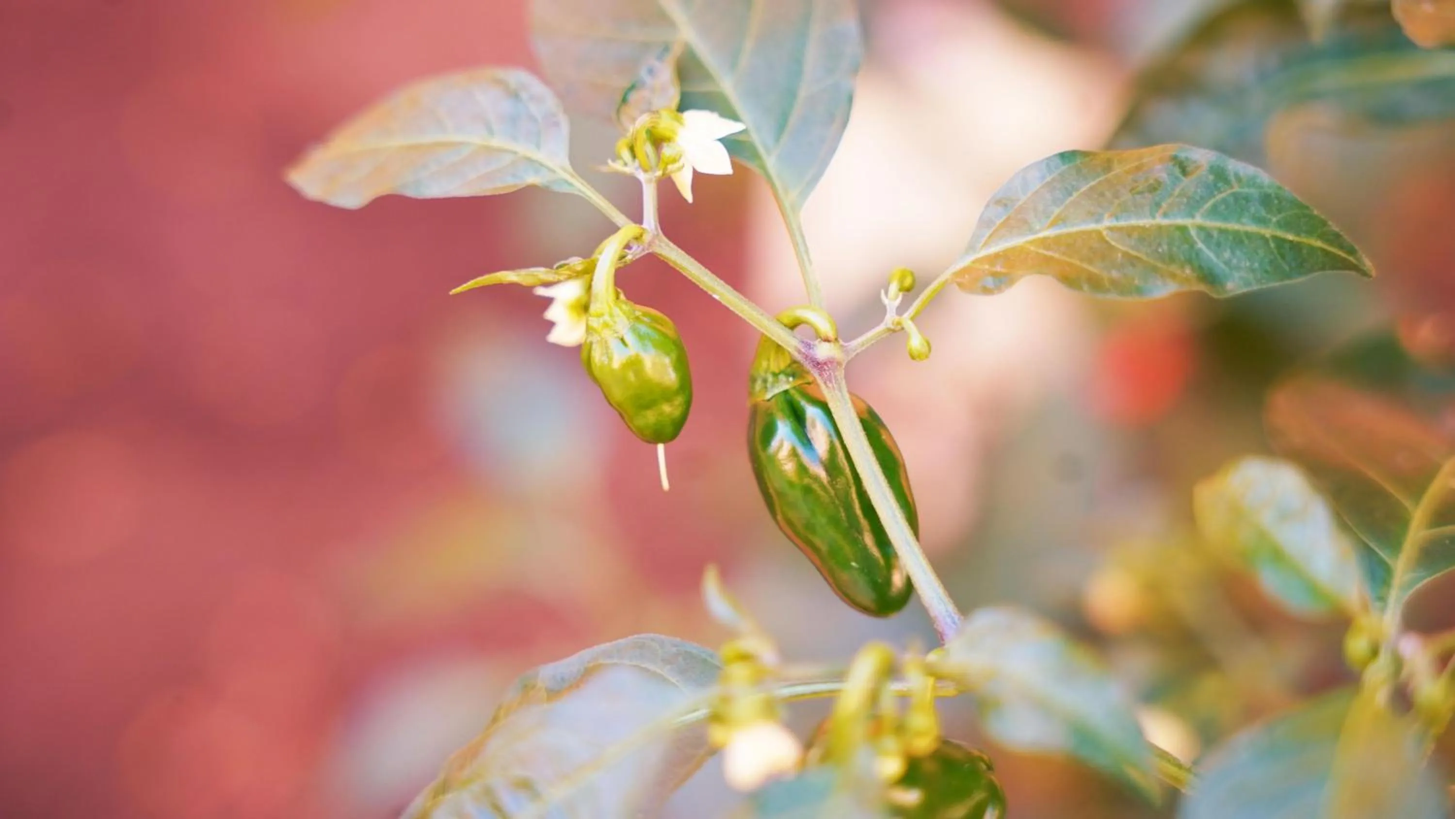 Garden in Coral Los Alisios