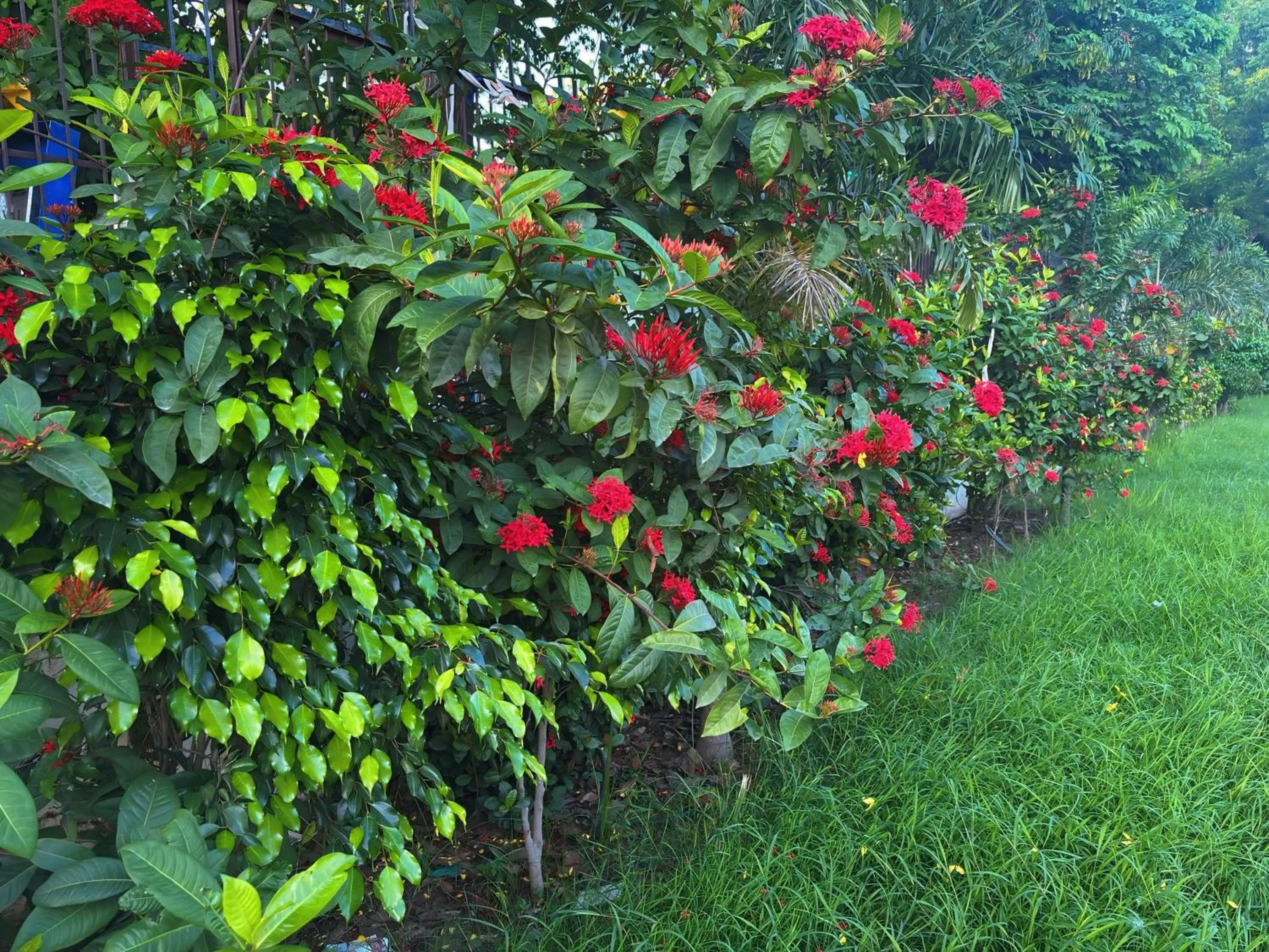 Garden in BUDDHA HERITAGE RESORT