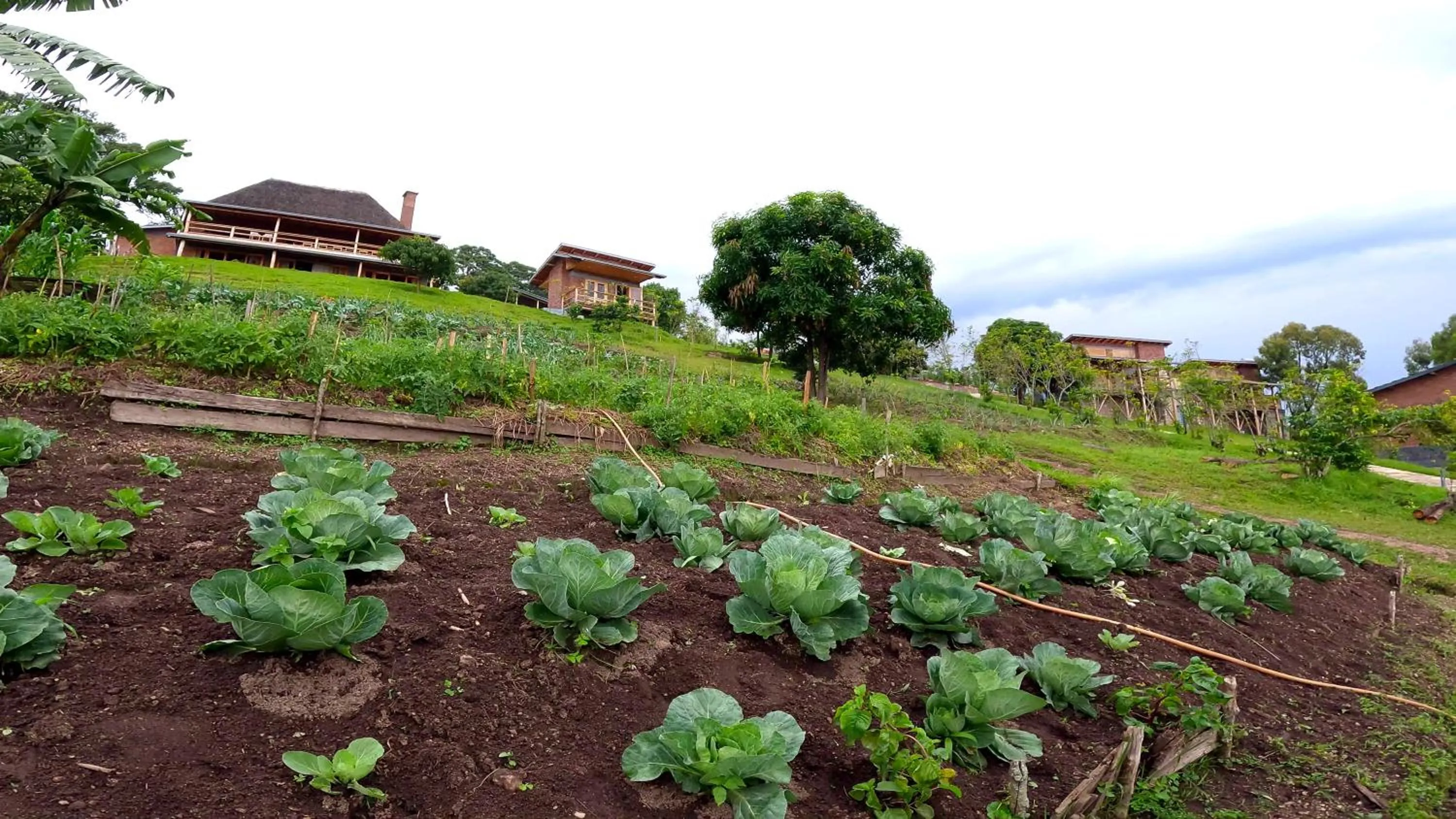 Garden in Umutuzo Lodge Kivu Lake