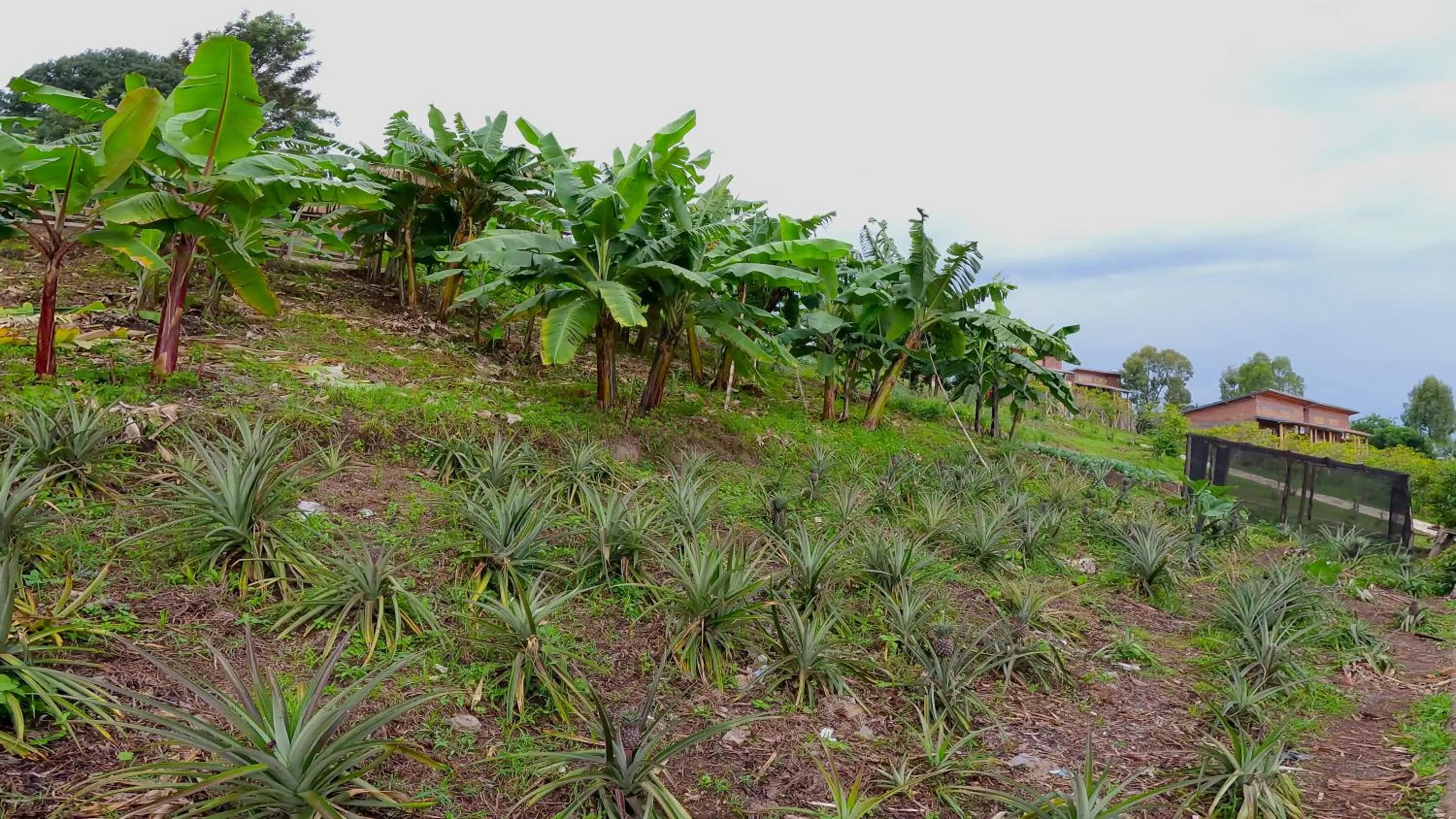Garden in Umutuzo Lodge Kivu Lake