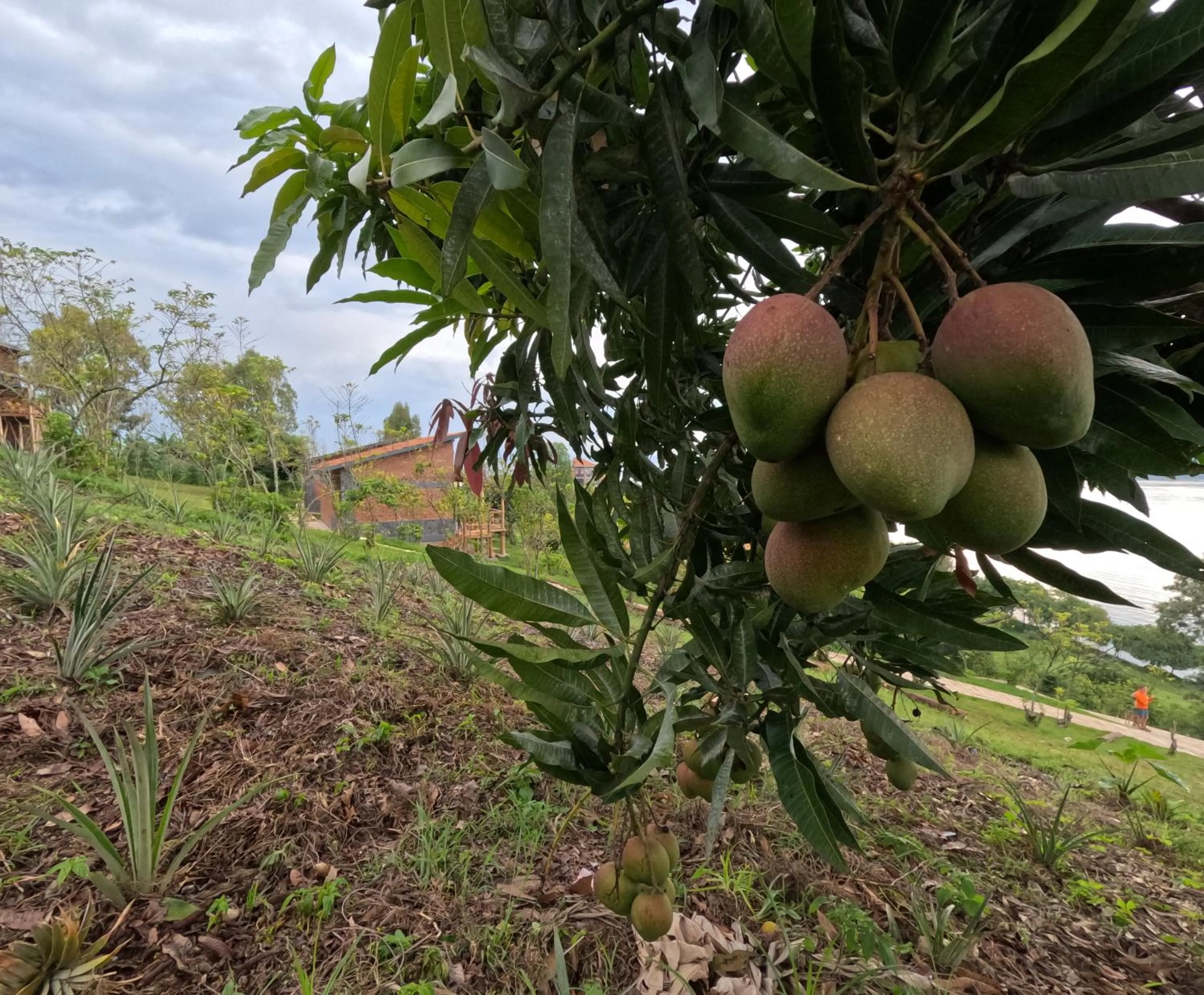 Garden in Umutuzo Lodge Kivu Lake