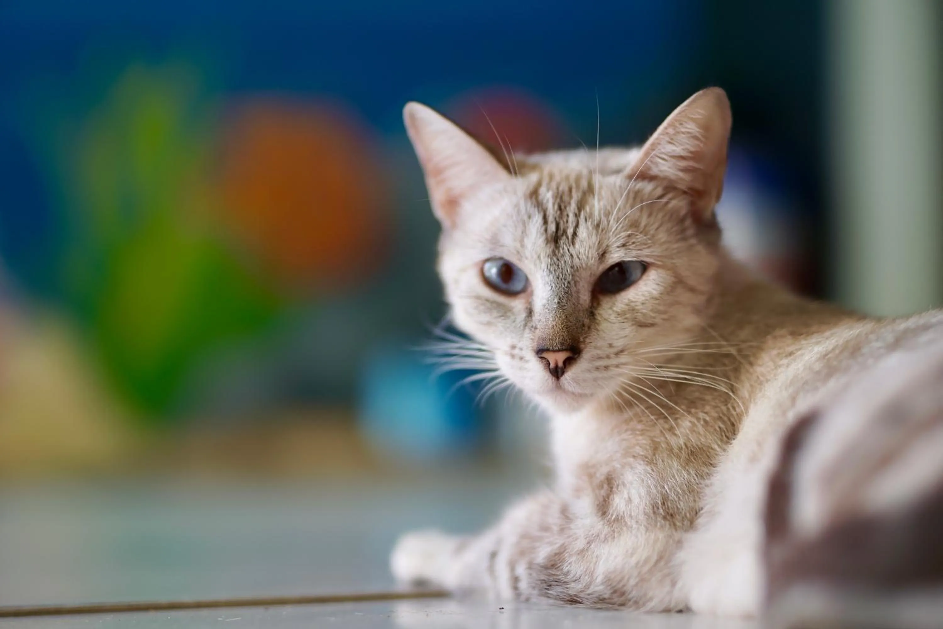 Pets in Hostel do Rasta