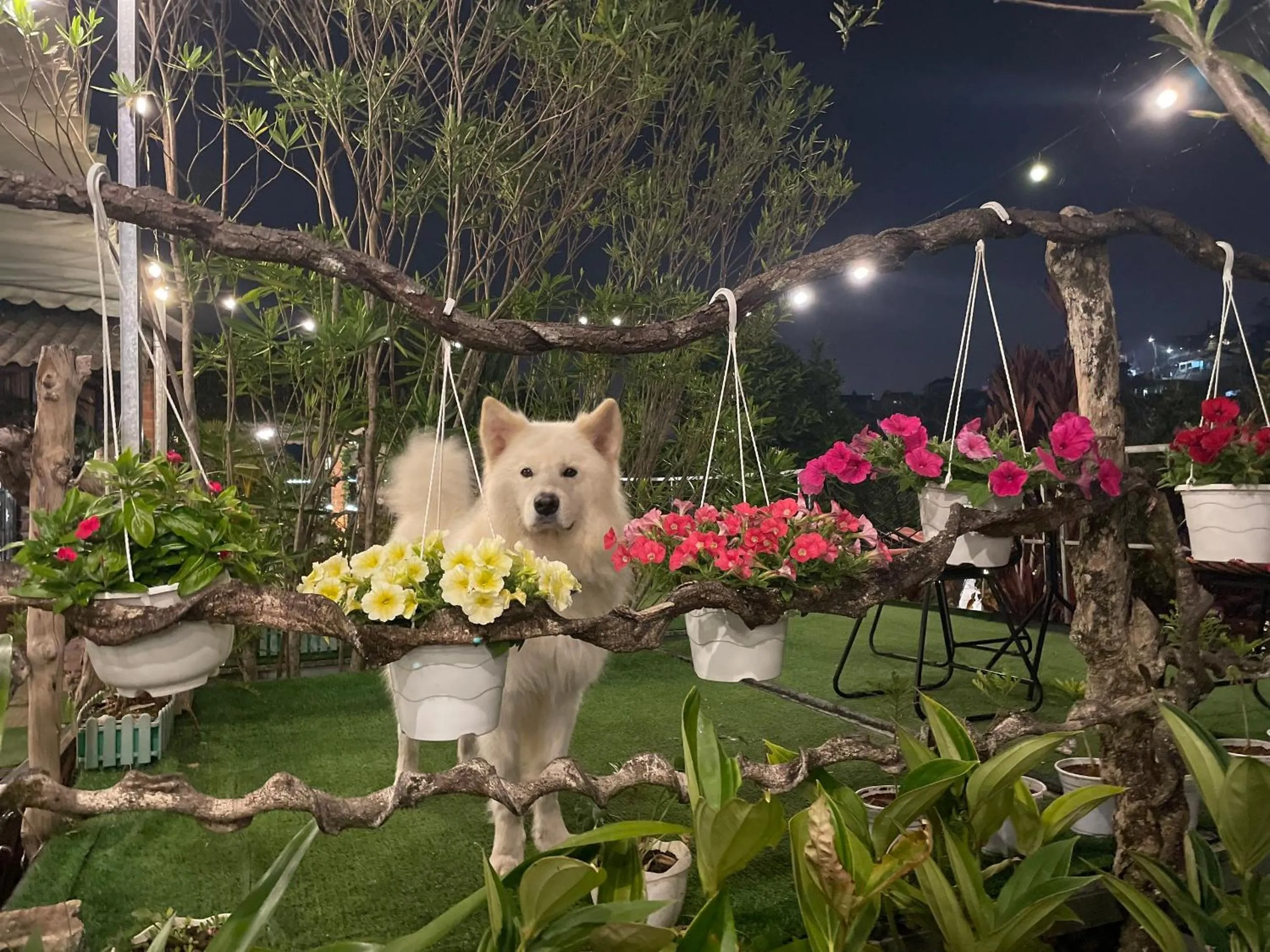 Night in Hoa Son Village Da Lat