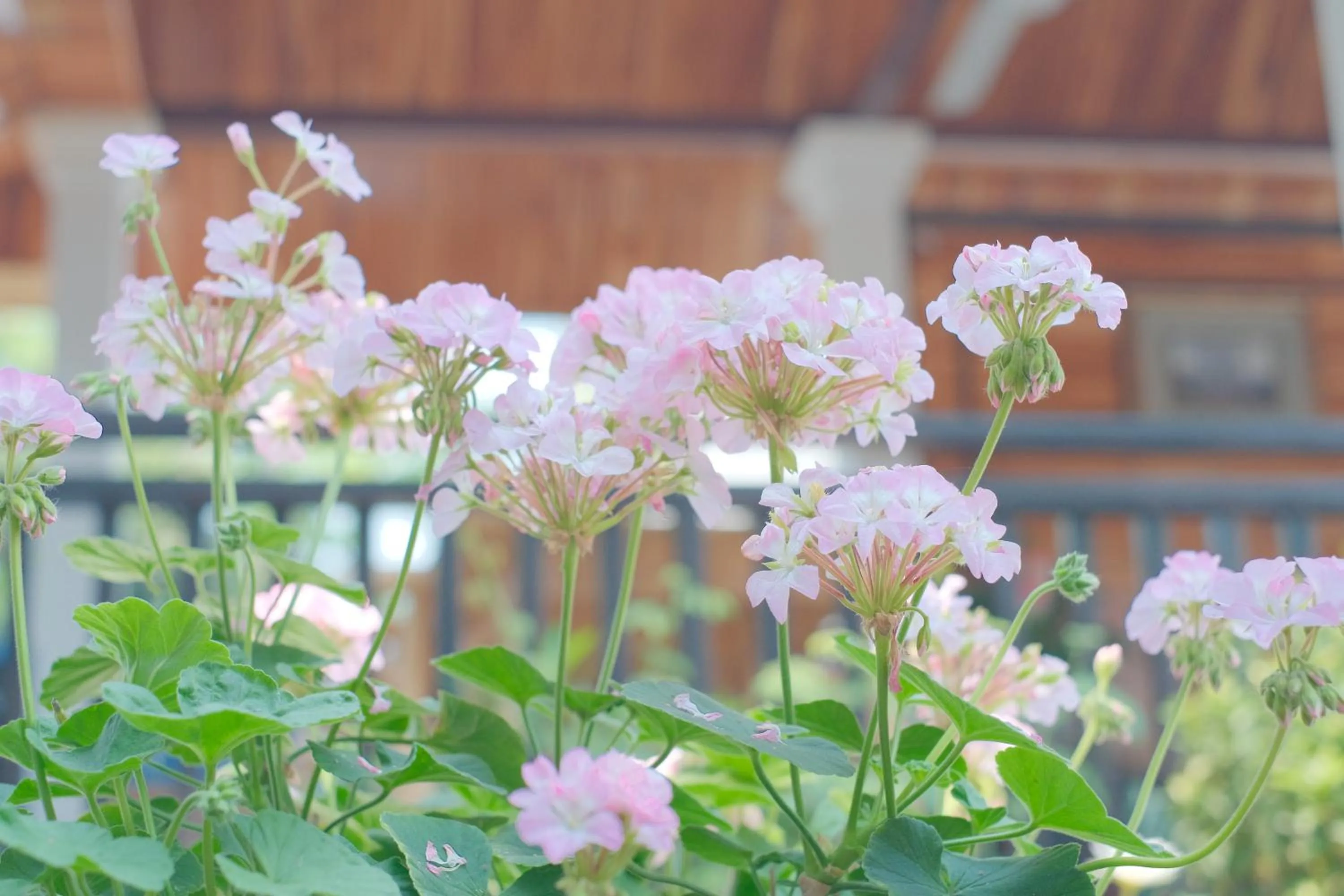Breakfast in Sadakham Hotel