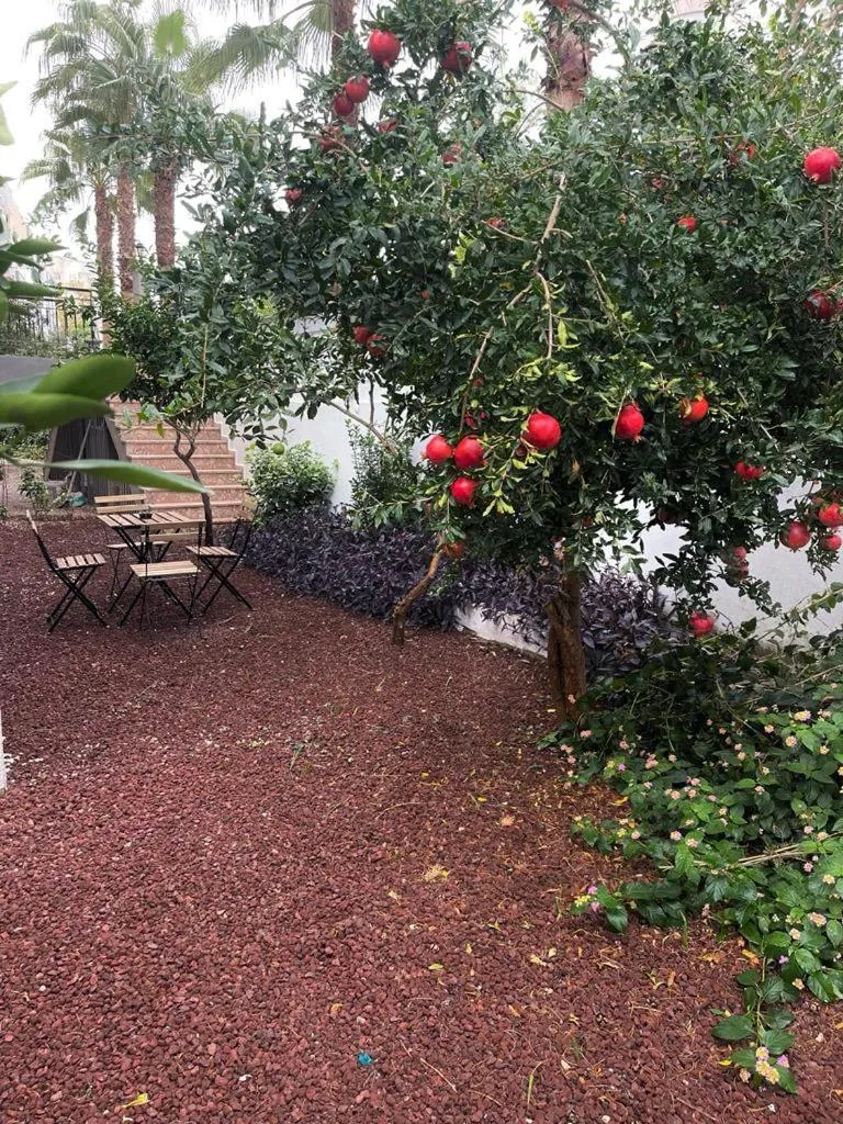 Garden in ABC Apart Hotel