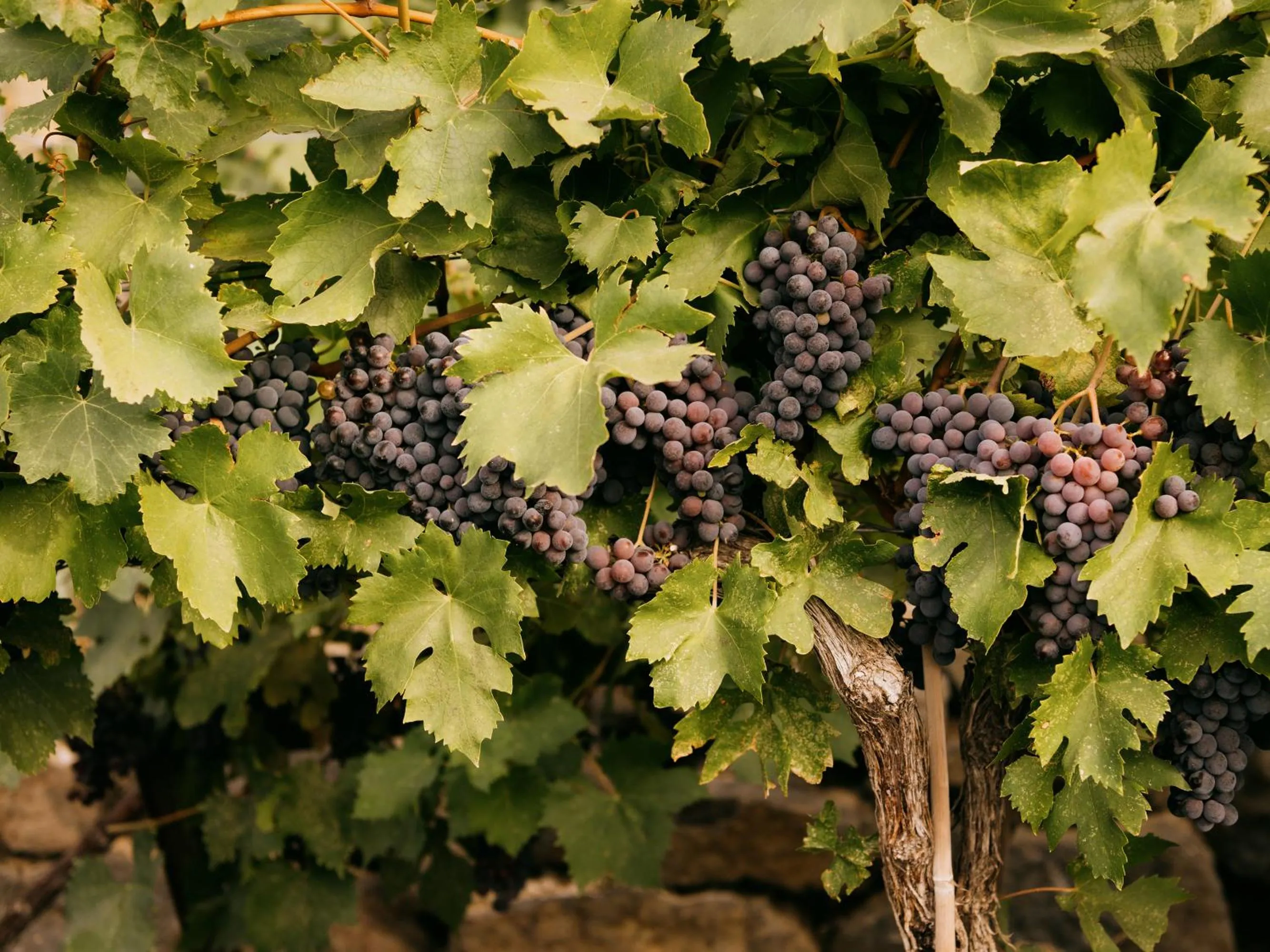 Garden view in Sagecliffe Resort & Spa