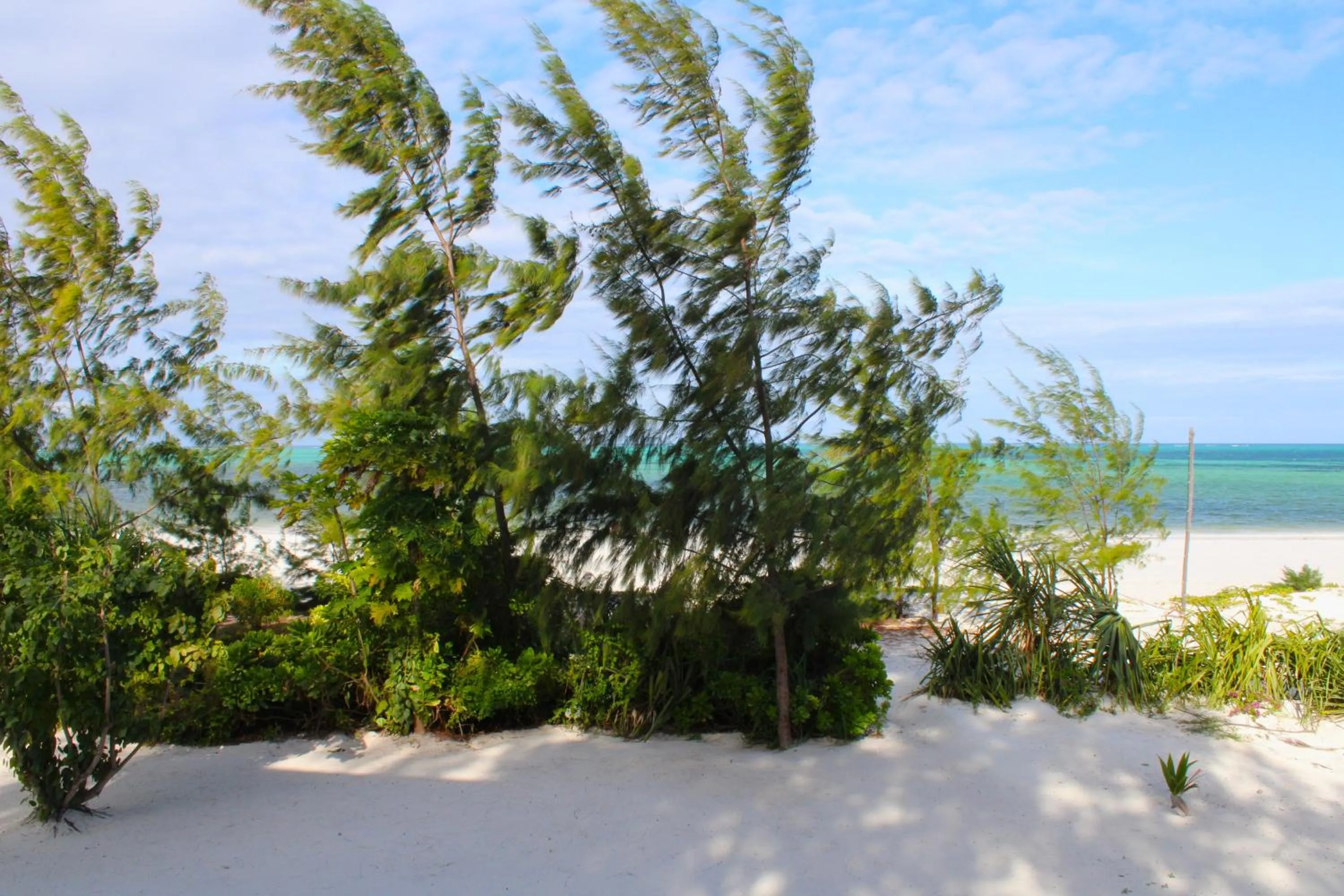 Natural landscape in Kivuli Beach Resort Paje