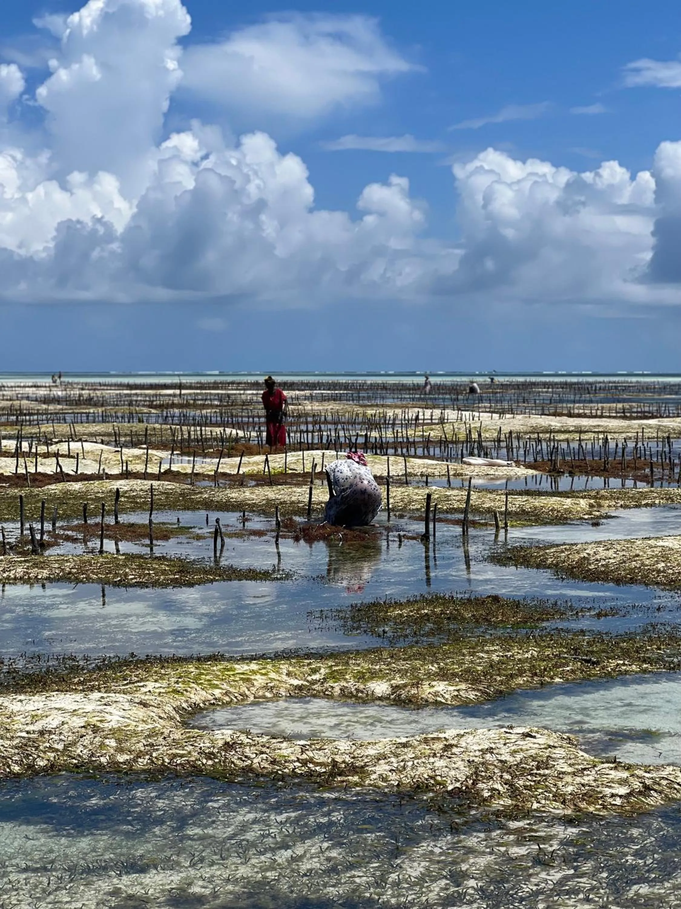 Kivuli Beach Resort Paje