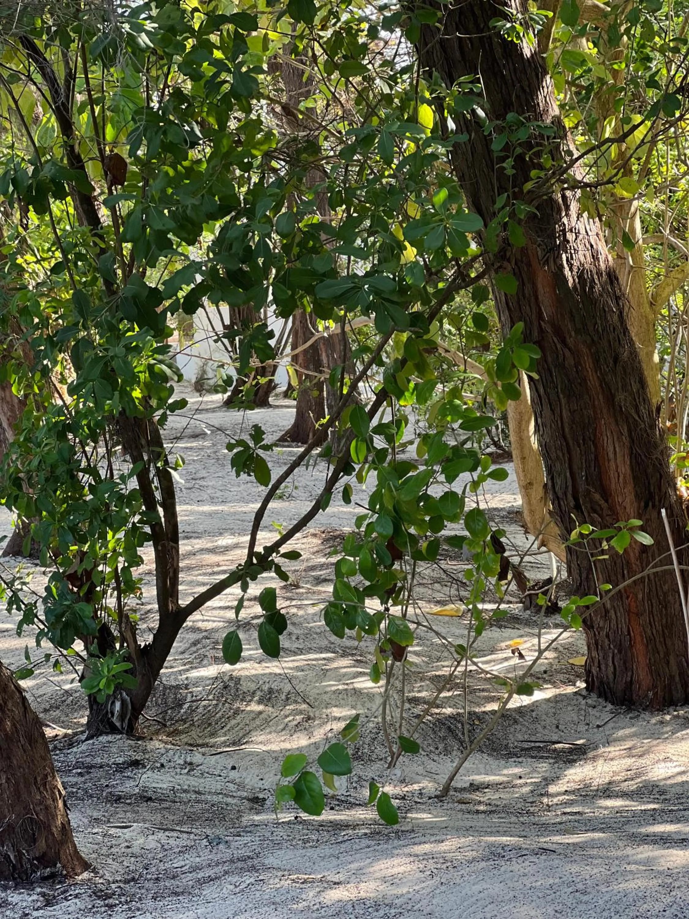 Kivuli Beach Resort Paje