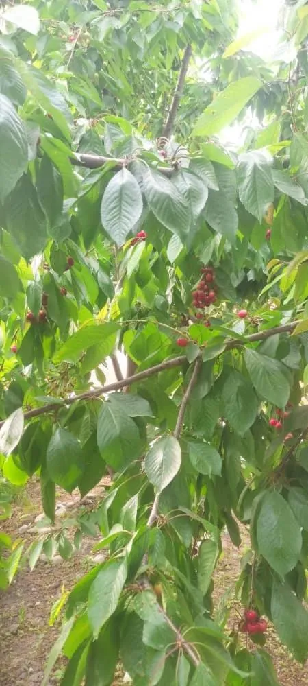 Spring in ABS Guest House Osh