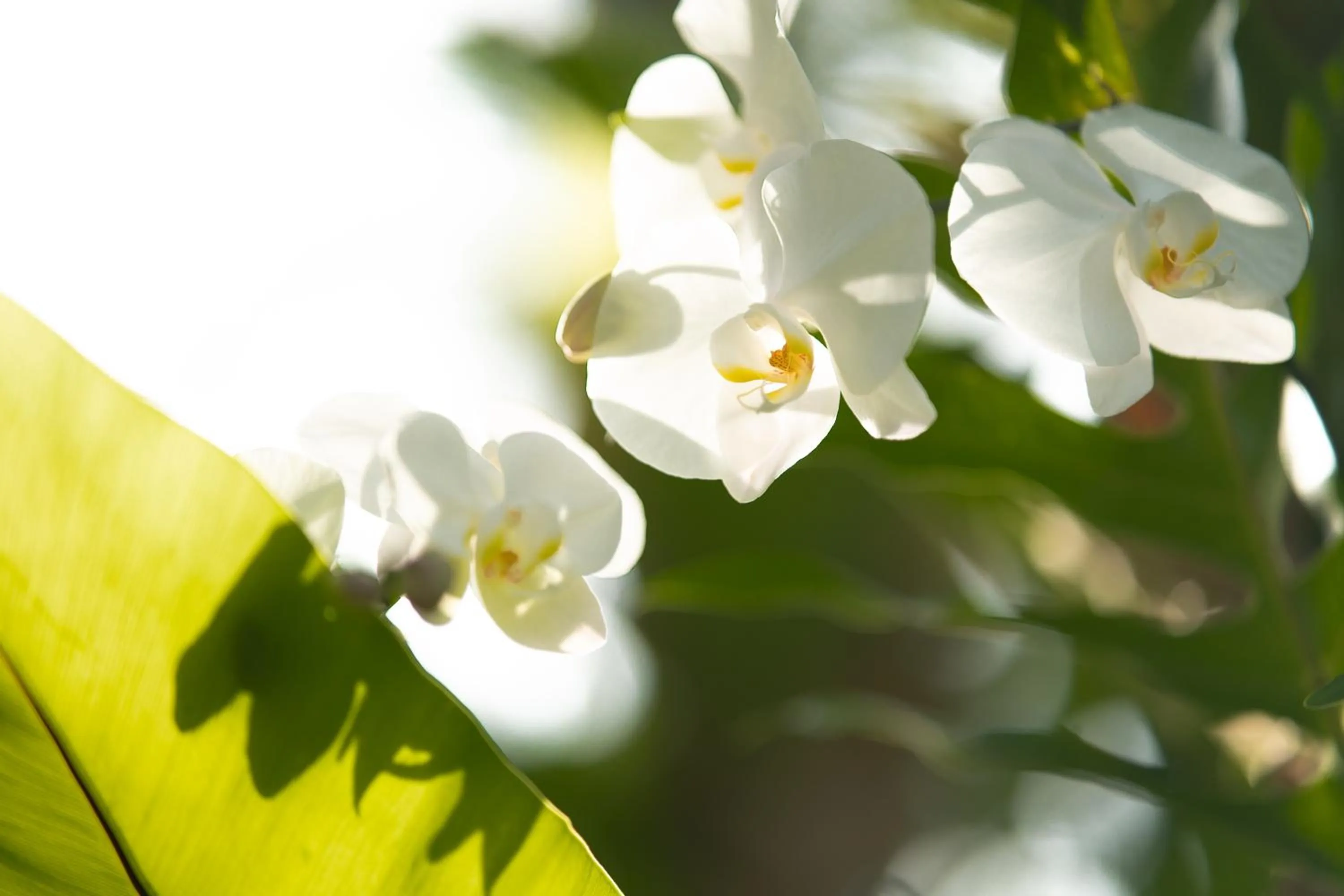 Garden in Anodard Phuket, Nai Yang Beach