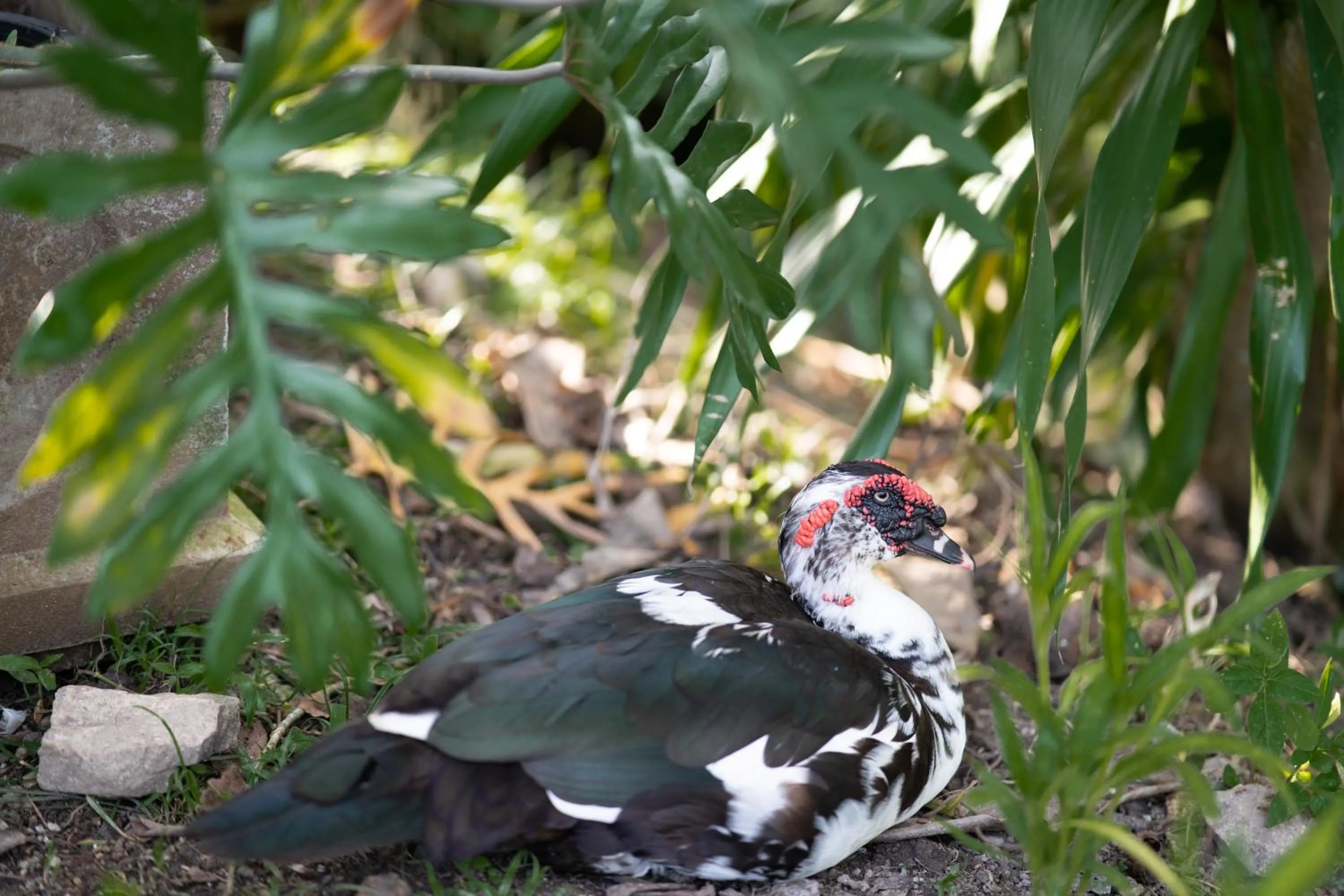 Natural landscape in Anodard Phuket, Nai Yang Beach