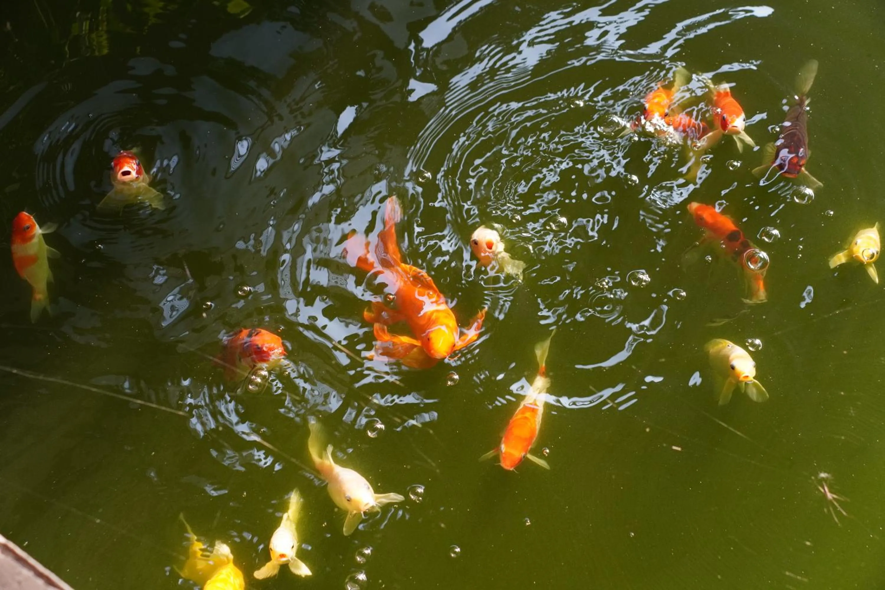Garden in Nara Residence Trang